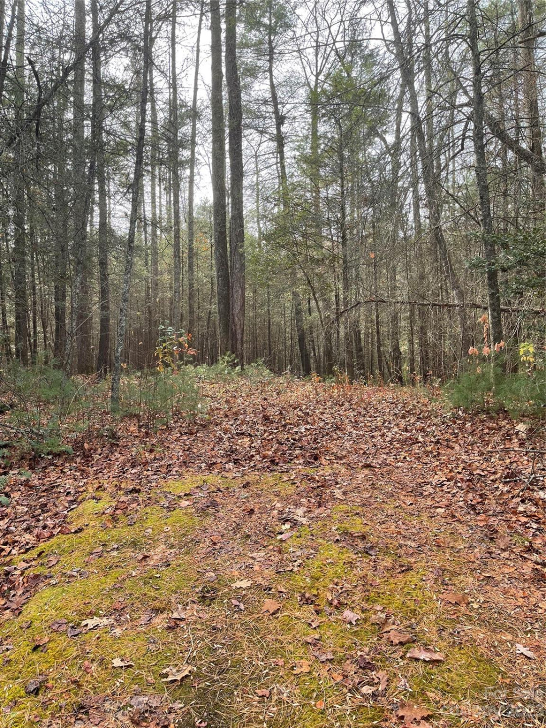 50 Mountain Escape Drive - Photo 4