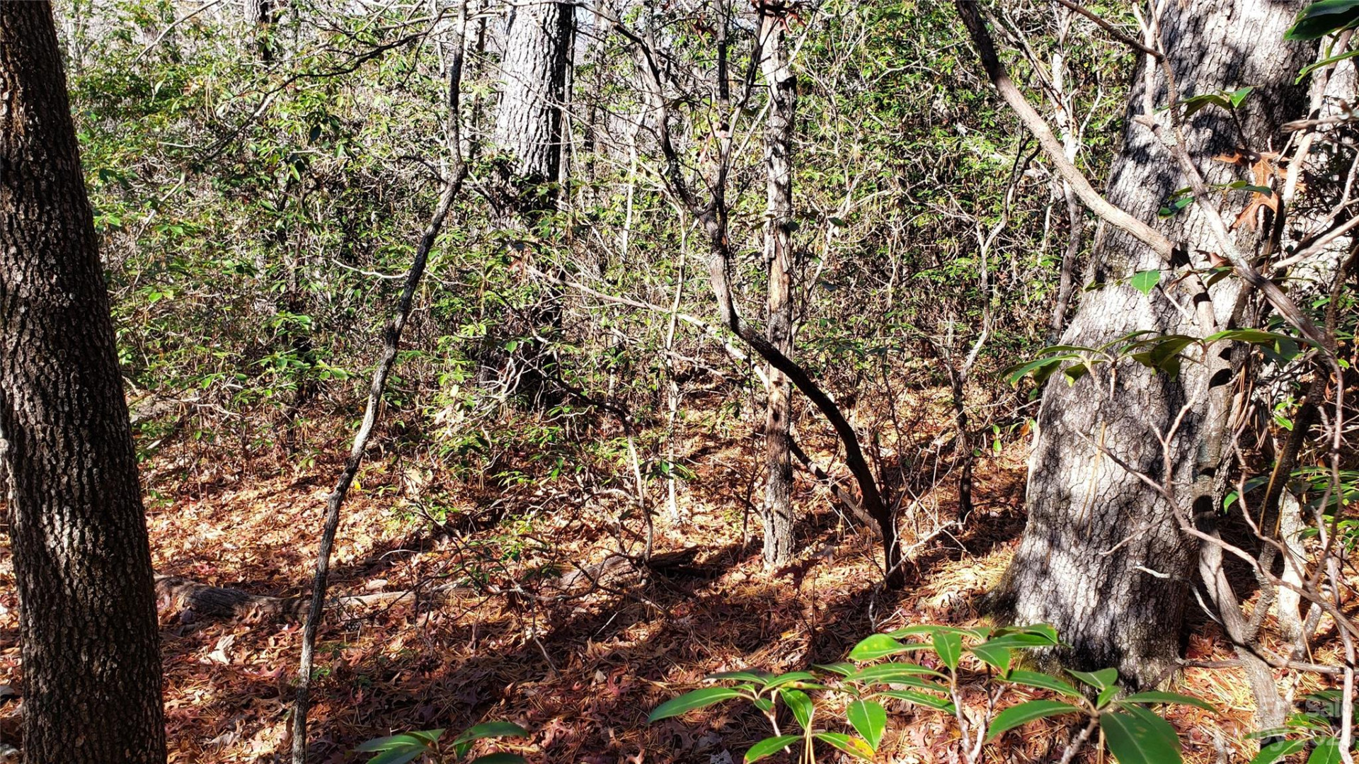 9999 Galax Lane #G-11 - Photo 11