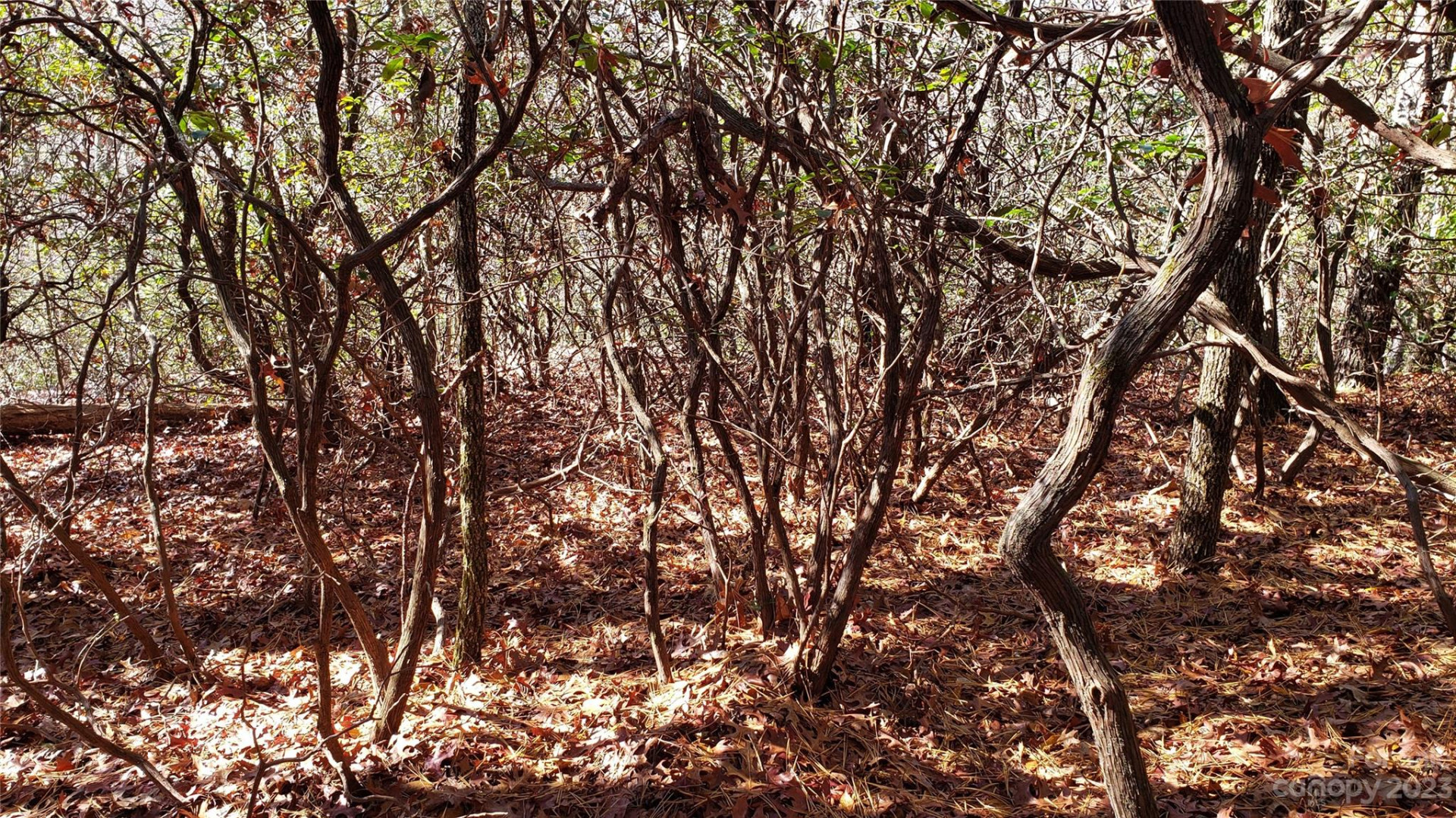 9999 Galax Lane #G-11 - Photo 16