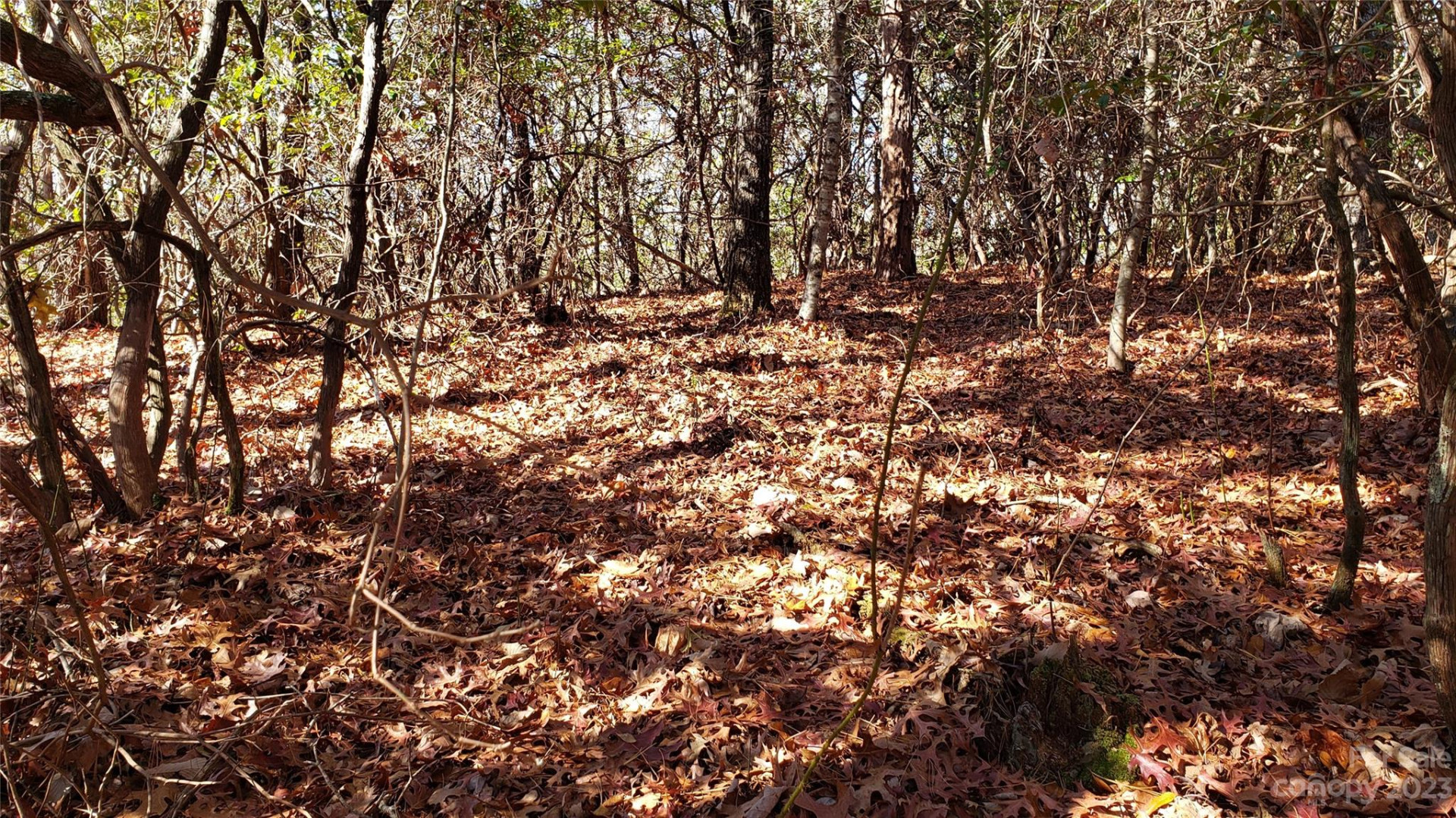 9999 Galax Lane #G-11 - Photo 17