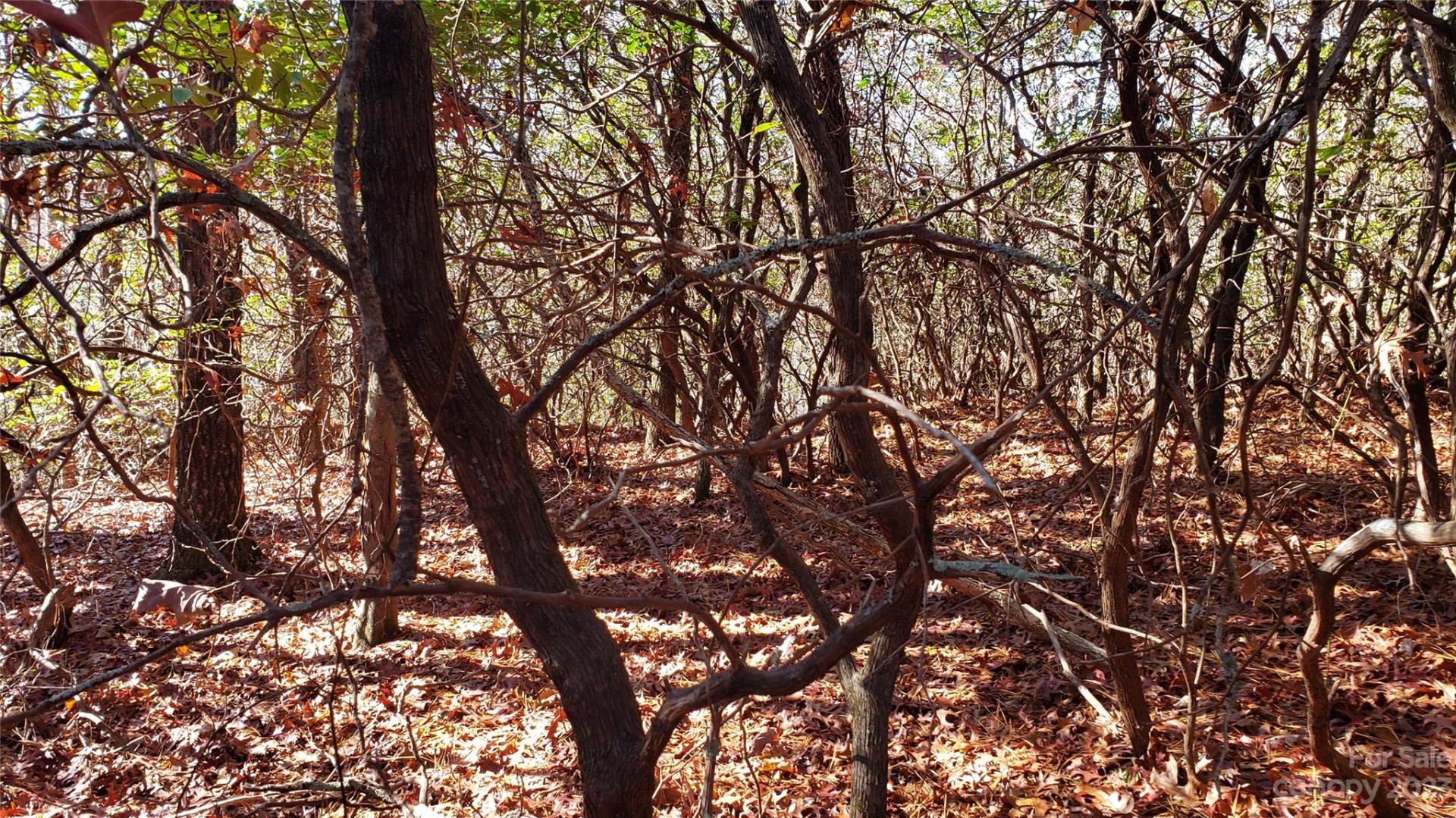 9999 Galax Lane #G-11 - Photo 19