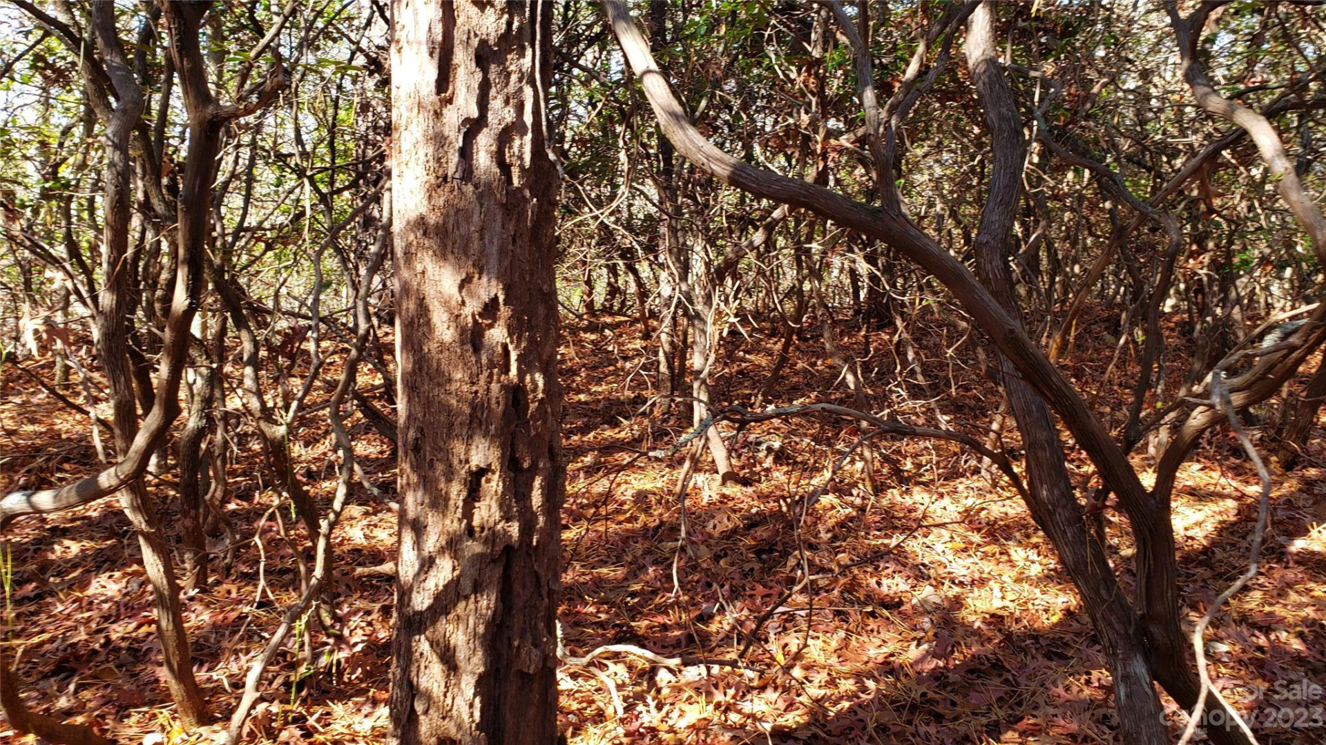 9999 Galax Lane #G-11 - Photo 21