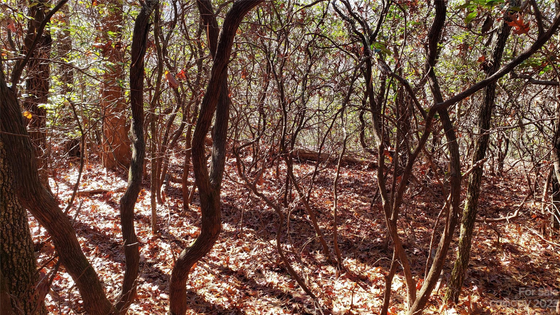 9999 Galax Lane #G-11 - Photo 10