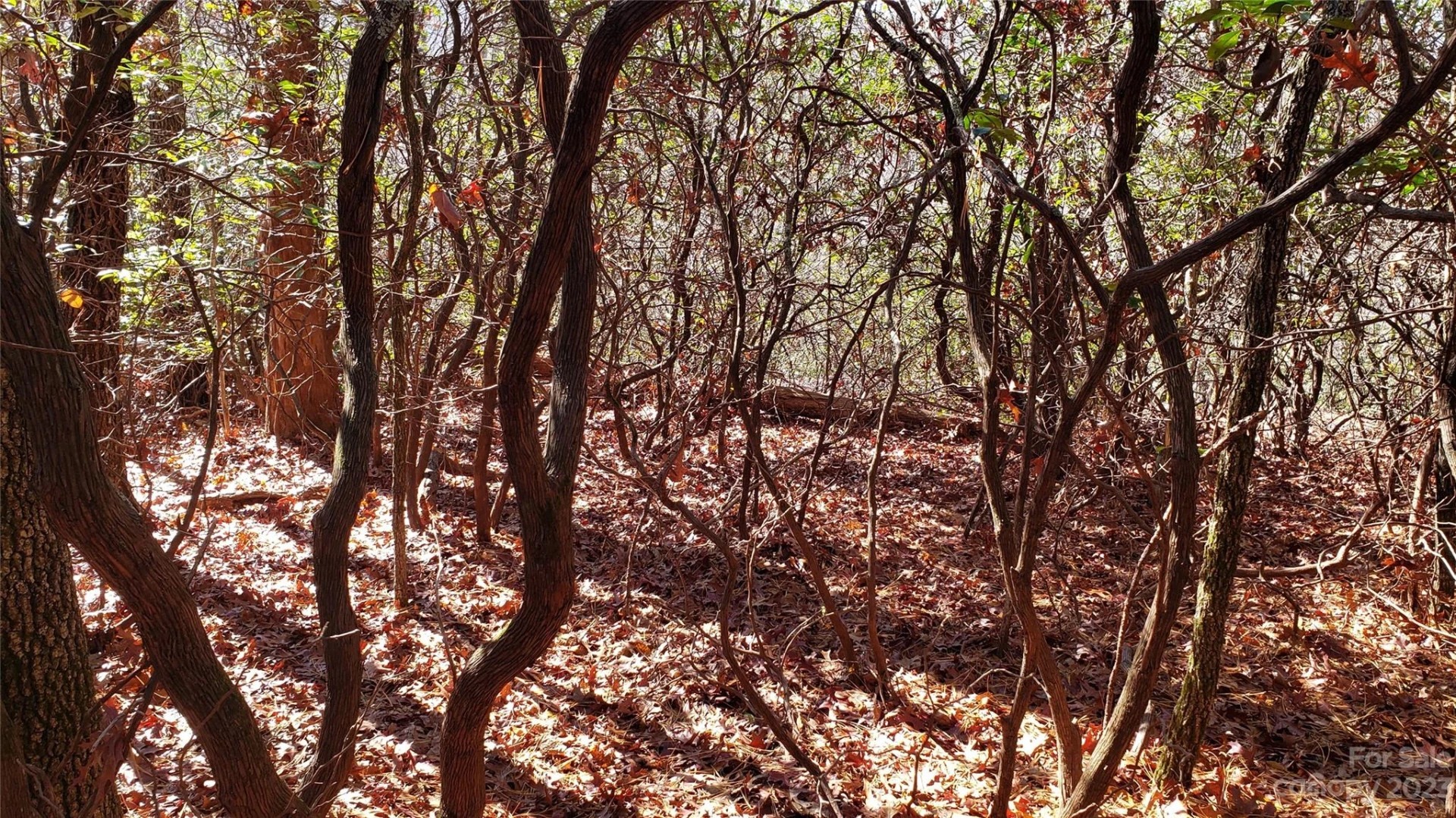 9999 Galax Lane #G-11 - Photo 10