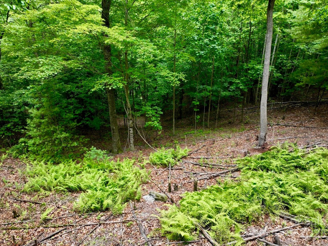 150 Thistlewynd Trail - Photo 3