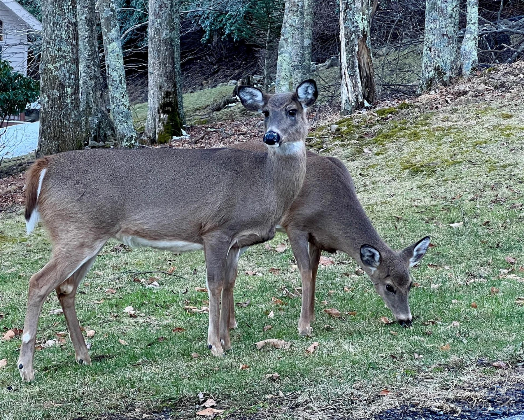 000 Chestnut Lane #80 - Photo 3