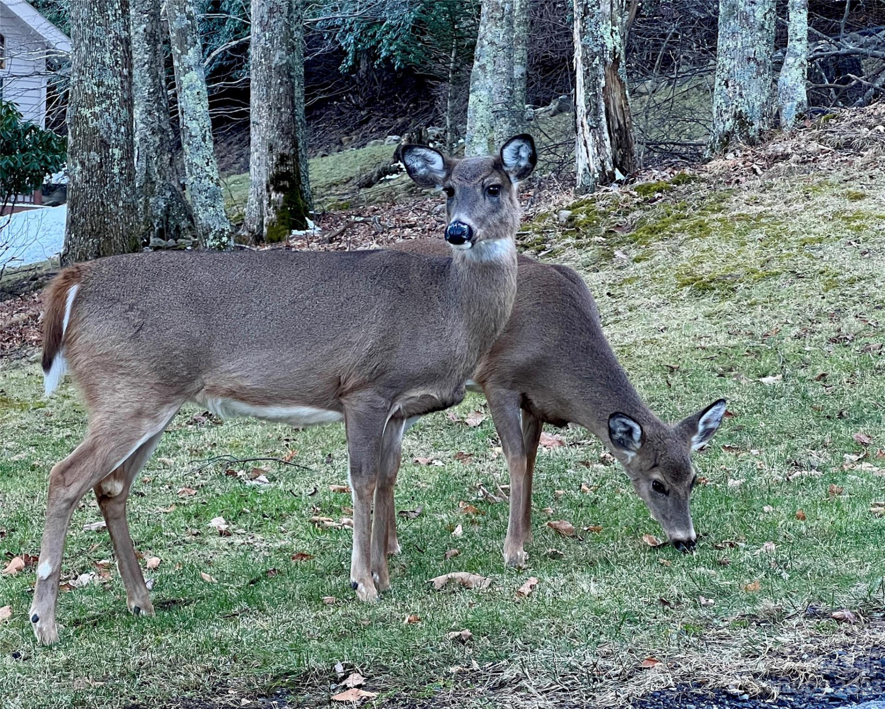 000 Bee Tree Lane #69 - Photo 3