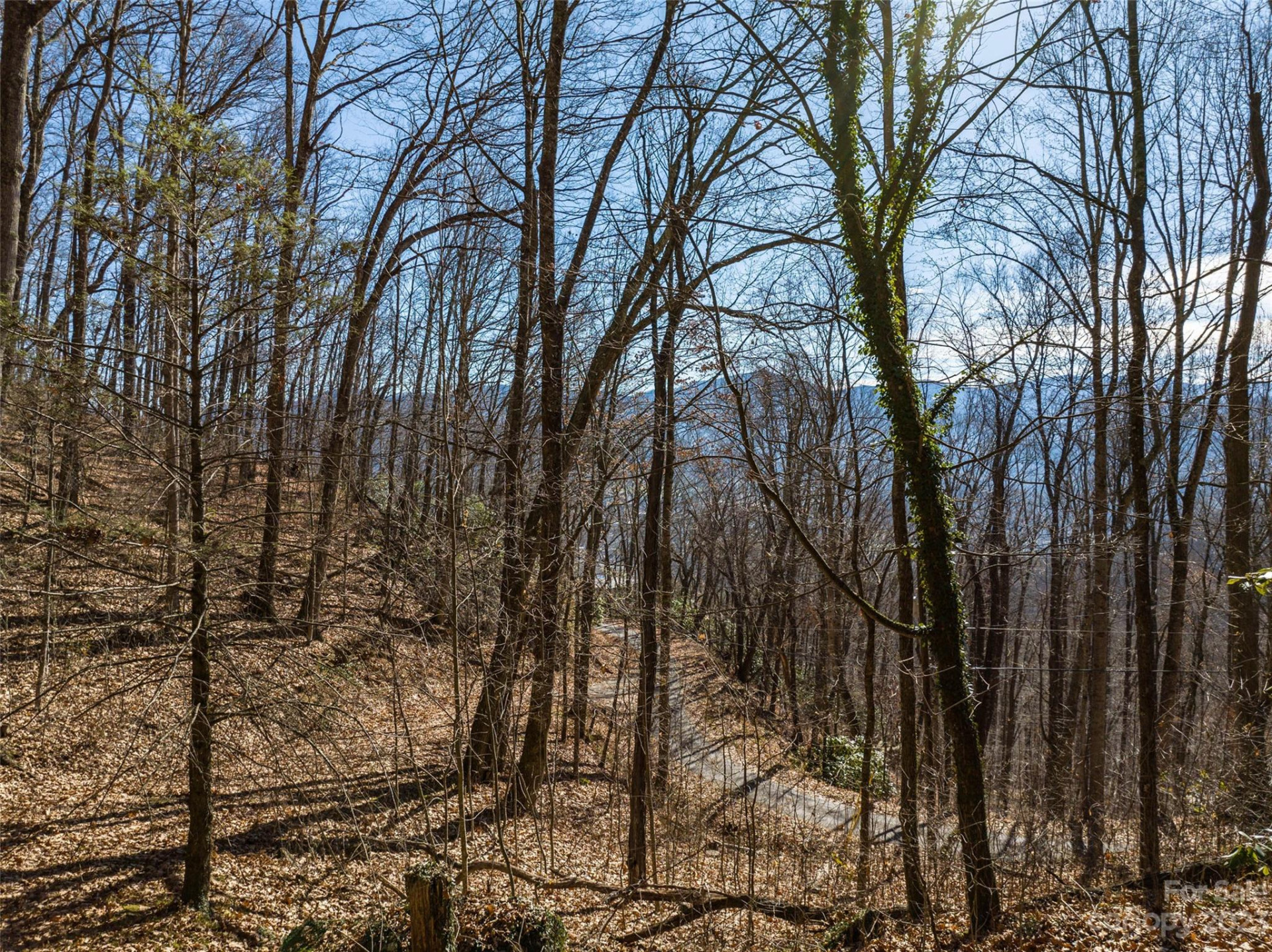 933 Dogwood Trail - Photo 4