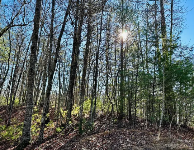 71 Turkey Trot Trail