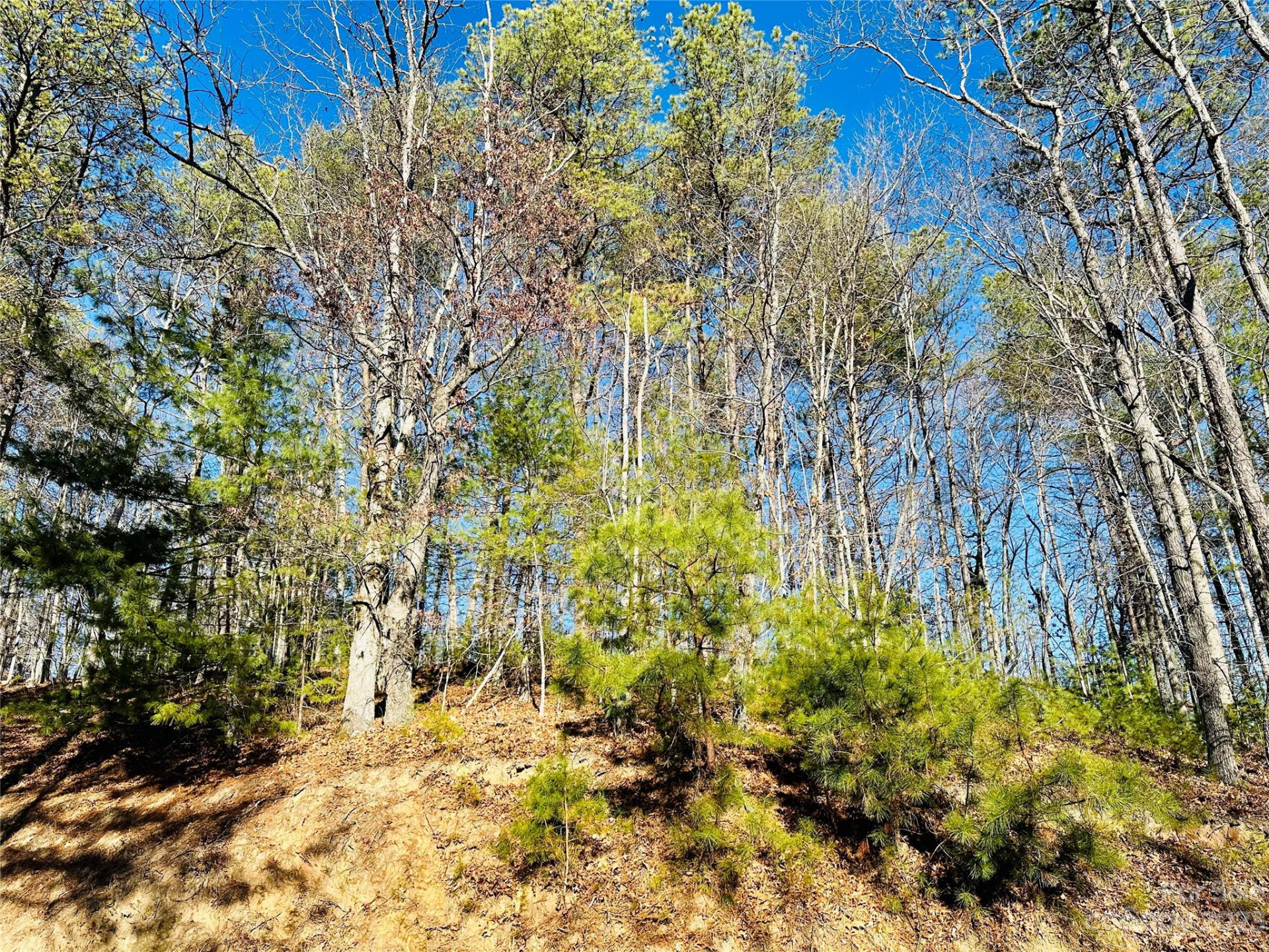 71 Turkey Trot Trail #16 - Photo 2