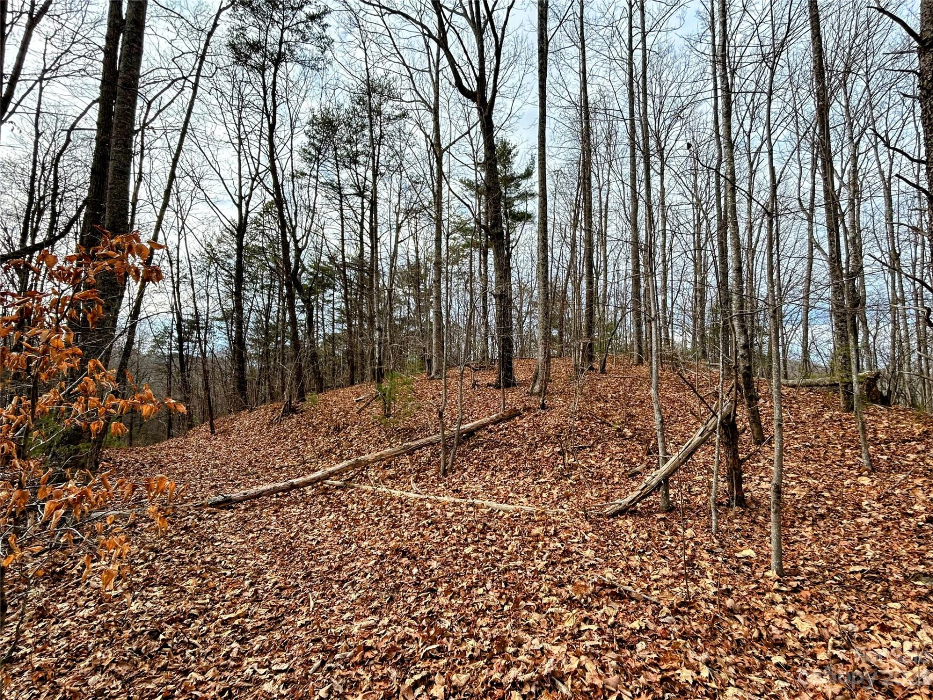 Lot 12 Rhododendron Drive - Photo 3