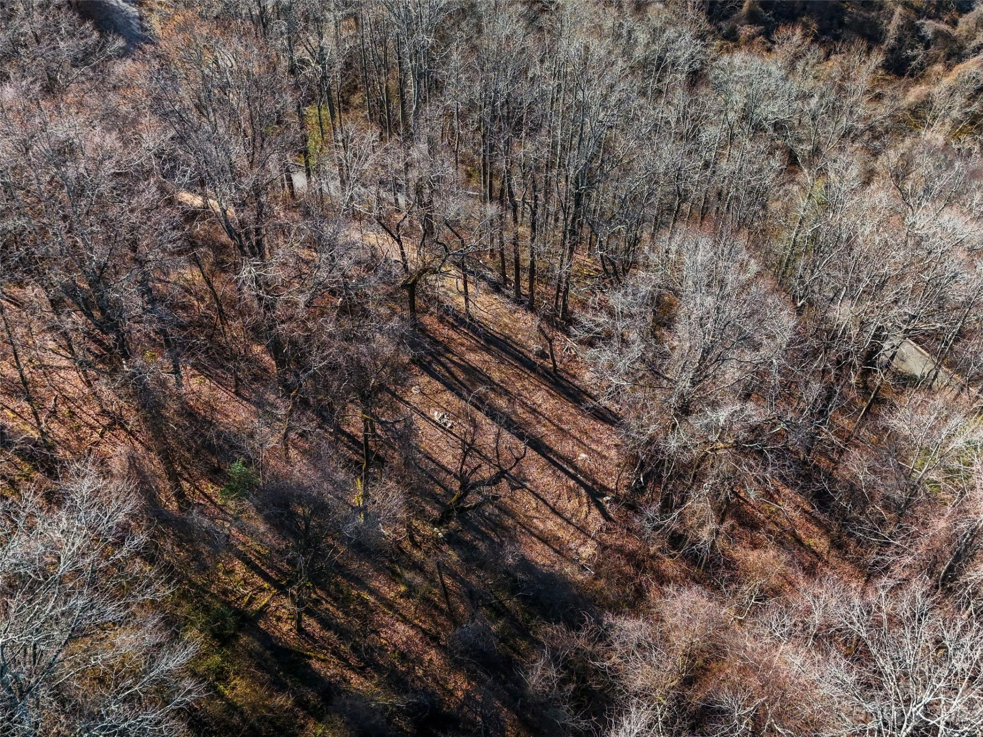 64 Flora Rose Trail #6B - Photo 5