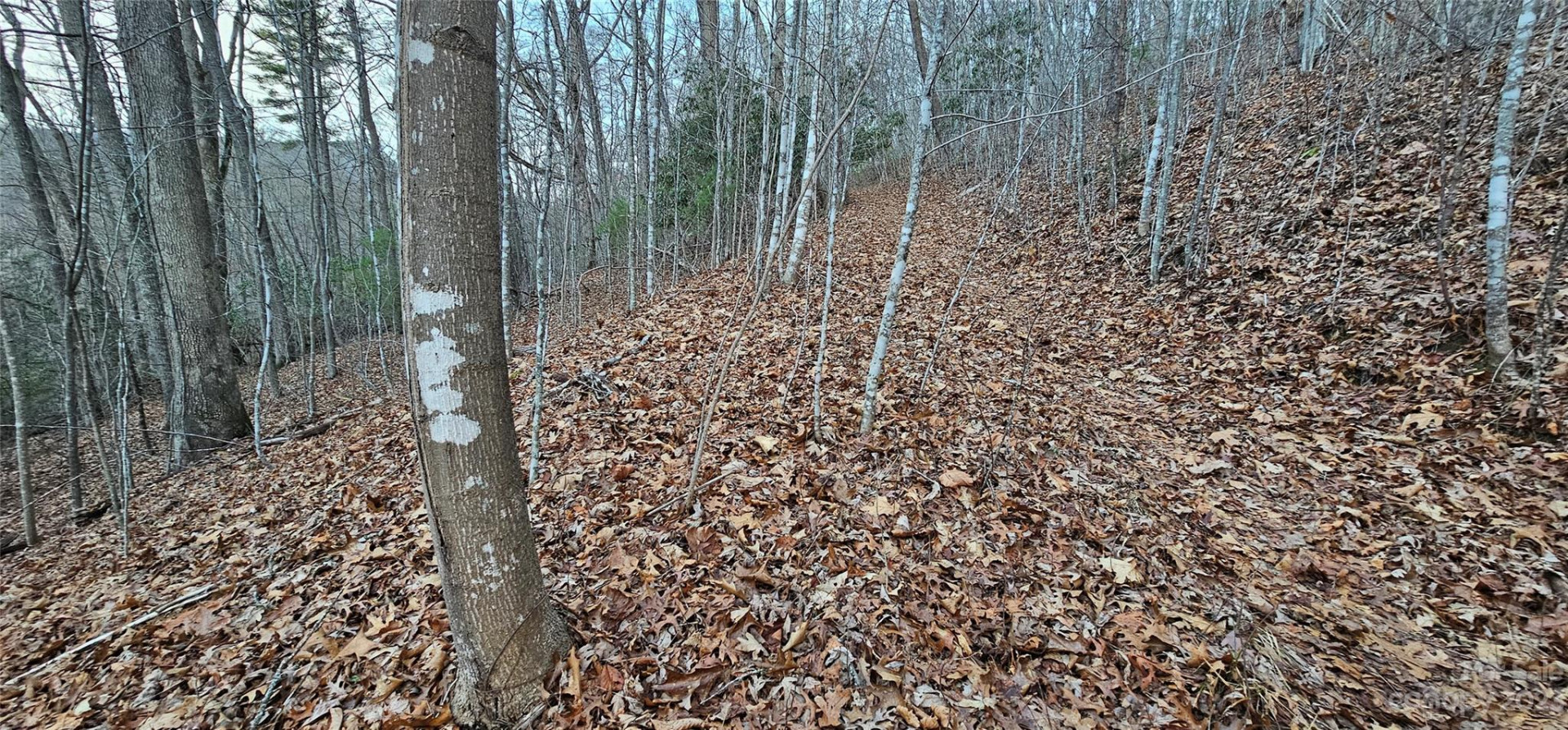 Lot 10 Seay Mountain Road - Photo 8