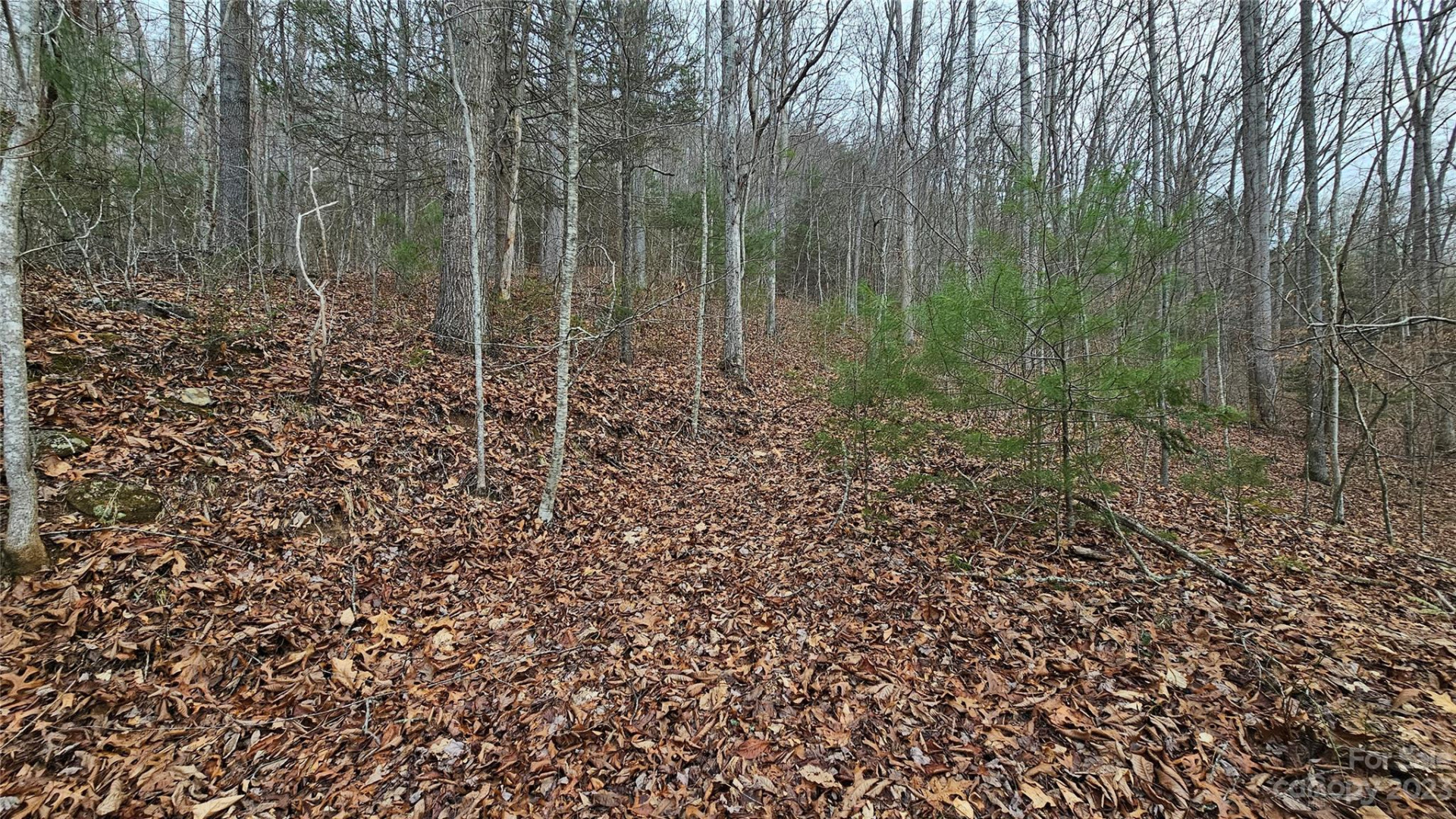 Lot 14 Seay Mountain Road - Photo 2