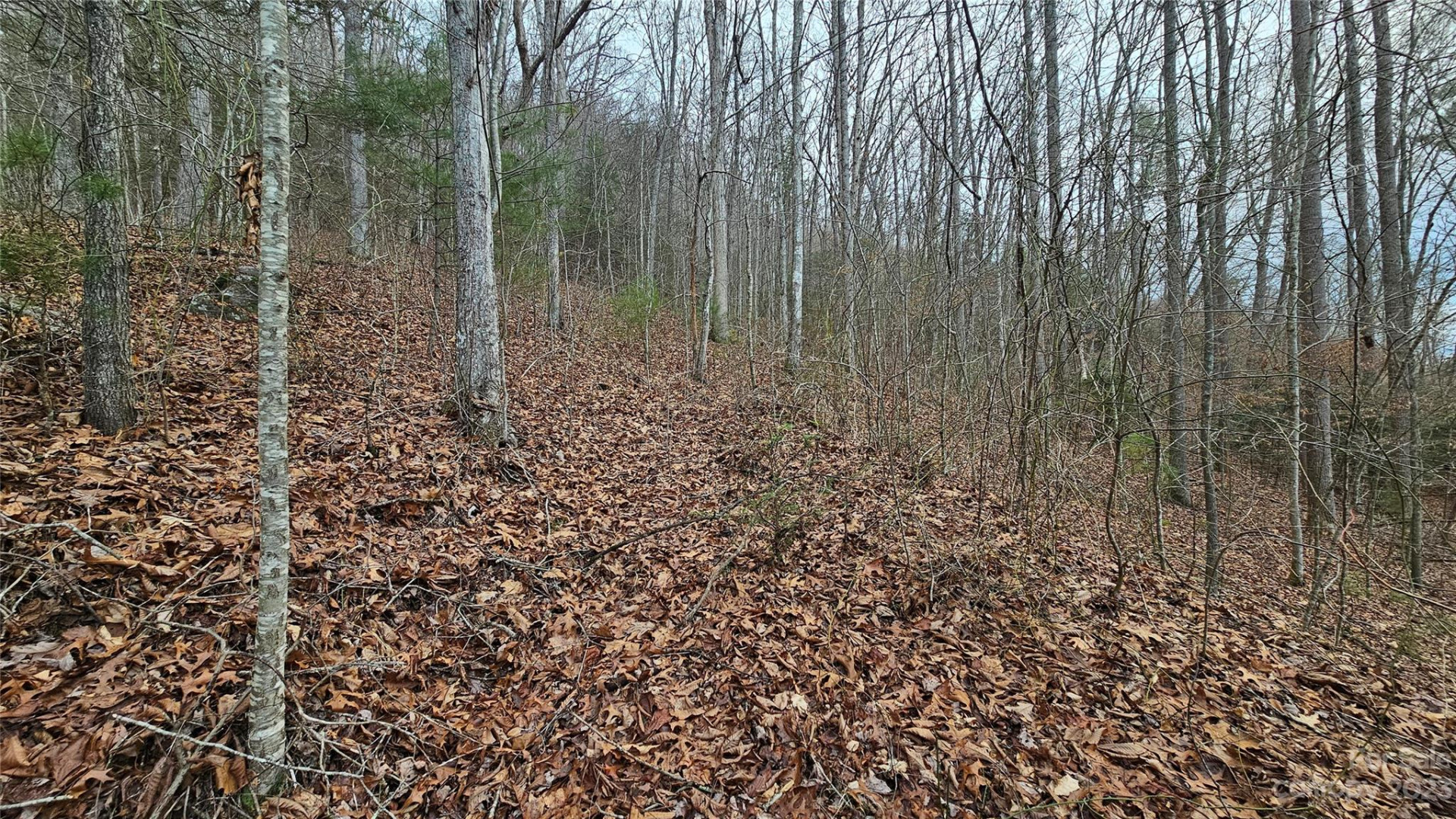 Lot 14 Seay Mountain Road - Photo 3