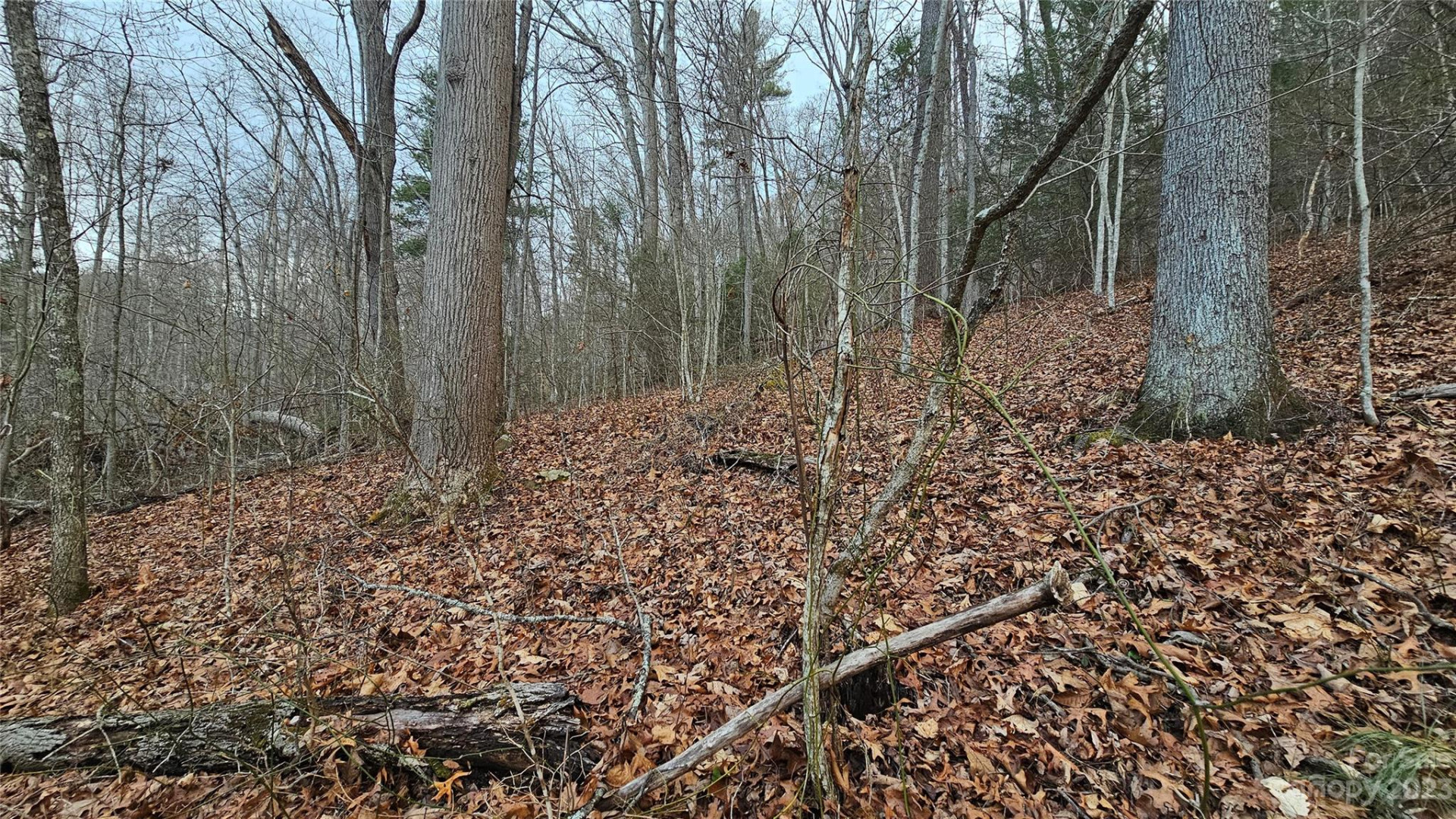 Lot 14 Seay Mountain Road - Photo 5