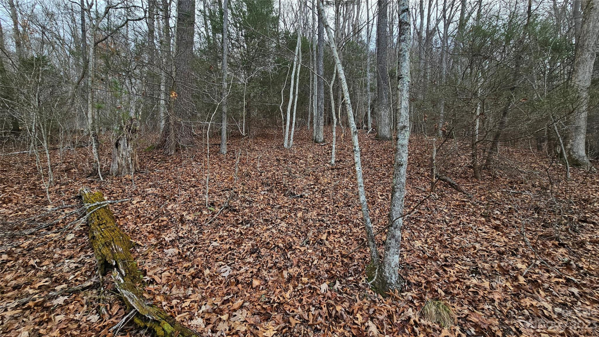 Lot 14 Seay Mountain Road - Photo 7