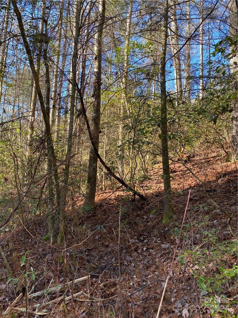 L41 Abby Falls Road #L41 - Photo 13