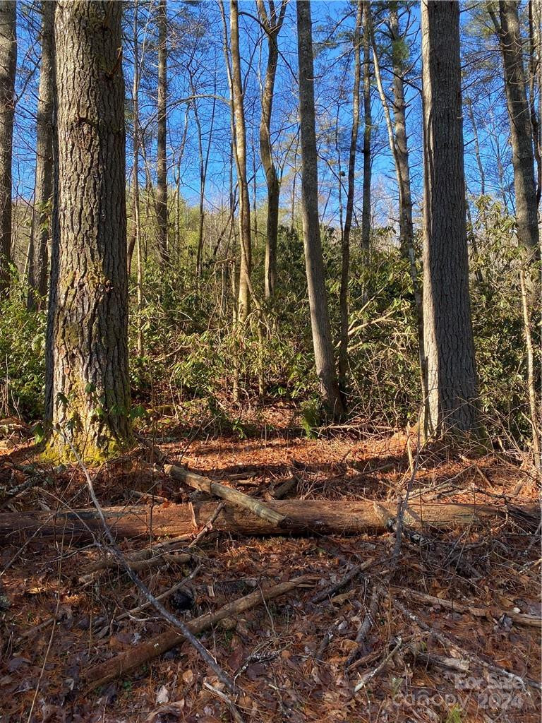 L41 Abby Falls Road #L41 - Photo 14