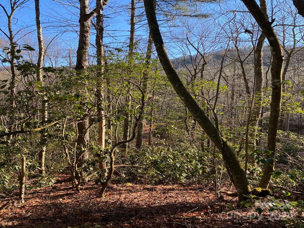 L41 Abby Falls Road #L41 - Photo 4