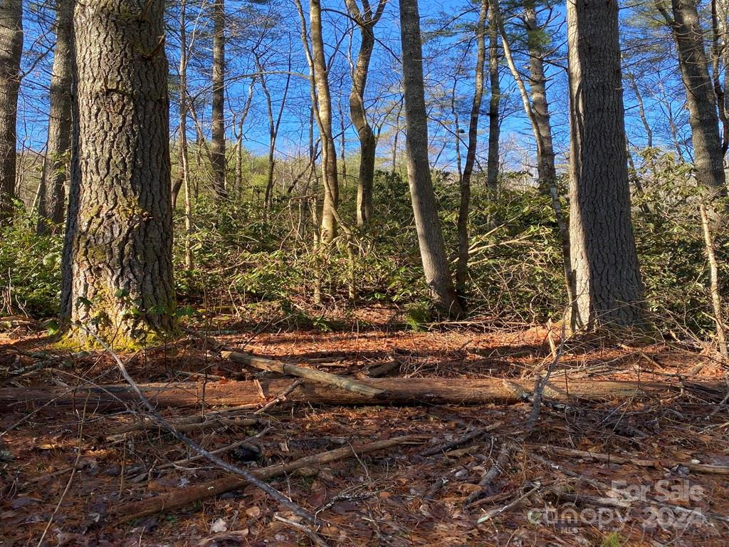 L41 Abby Falls Road #L41 - Photo 5