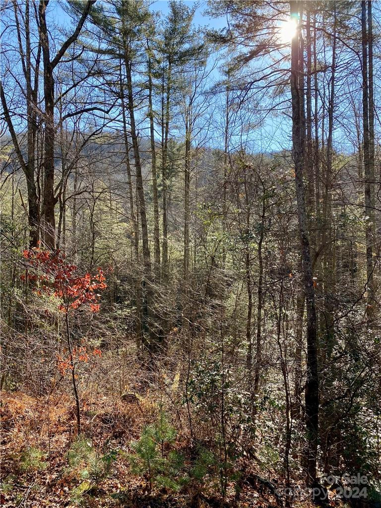 L41 Abby Falls Road #L41 - Photo 6