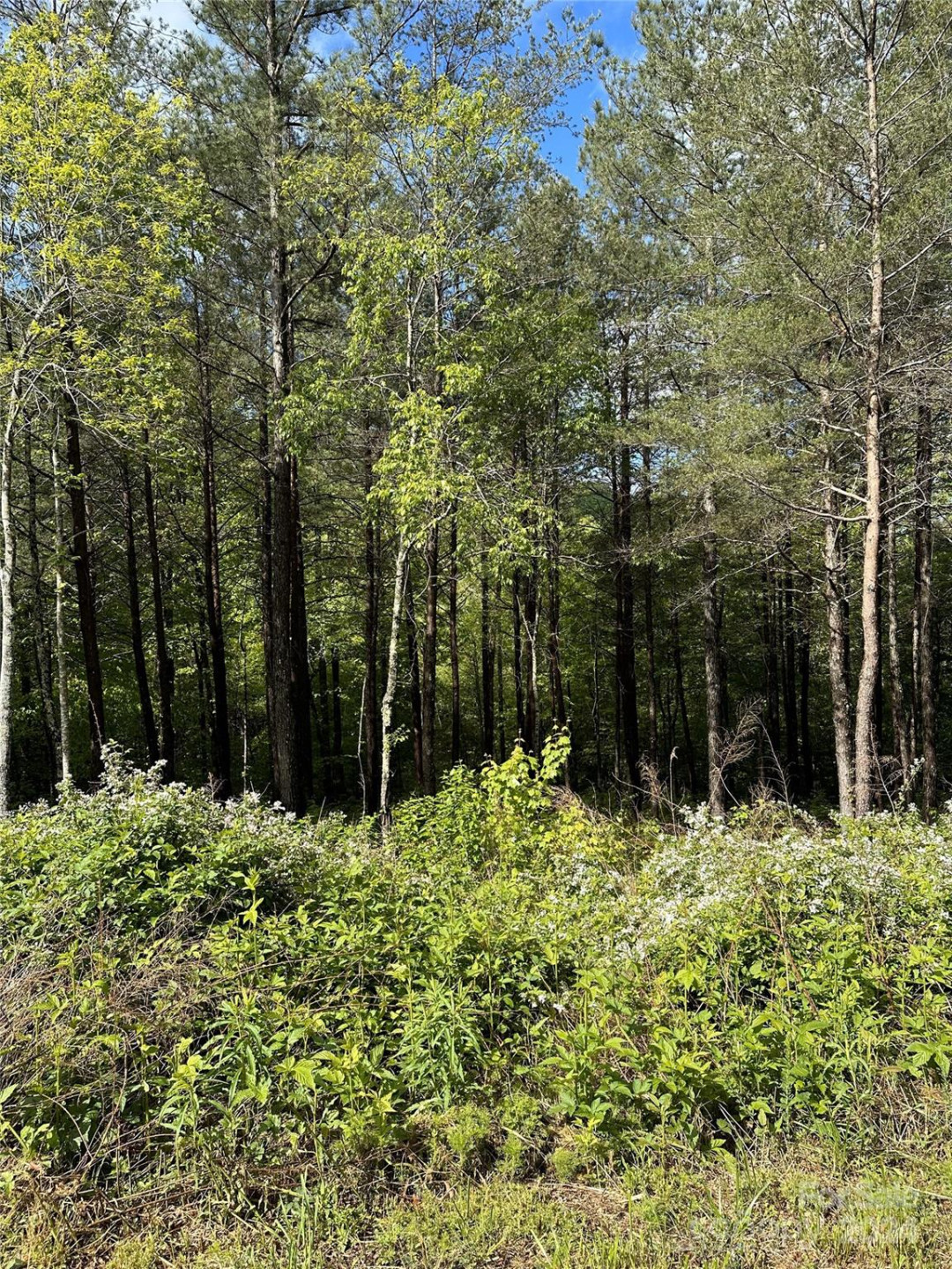 000 Shire Lane - Photo 2