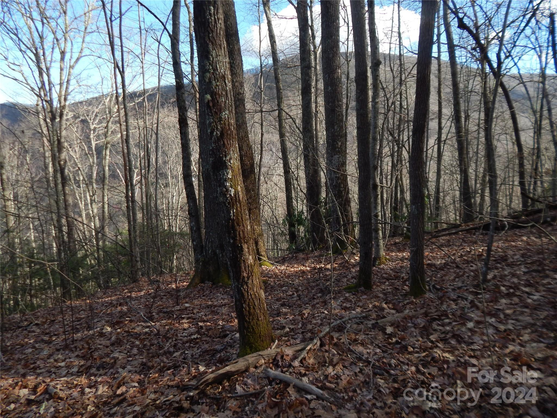 00 Hoot Owl Bill Road - Photo 16