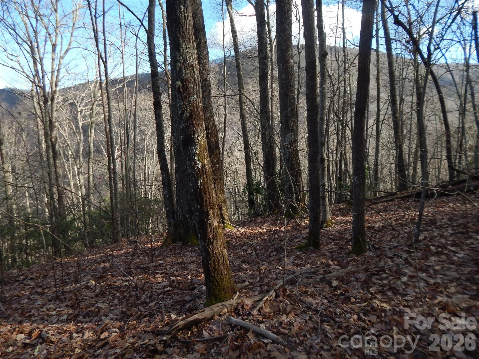 00 Hoot Owl Bill Road - Photo 16