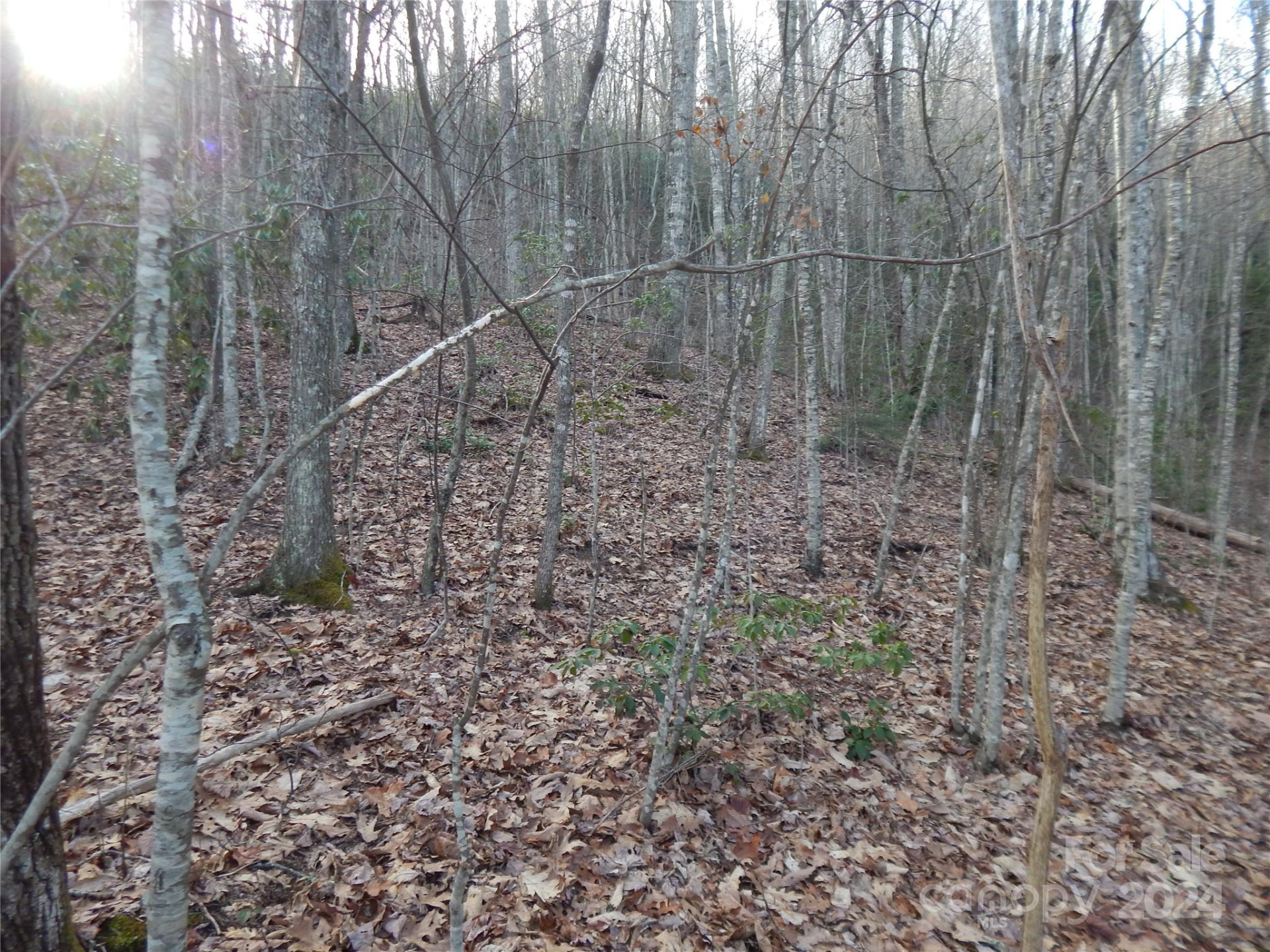 00 Hoot Owl Bill Road - Photo 17