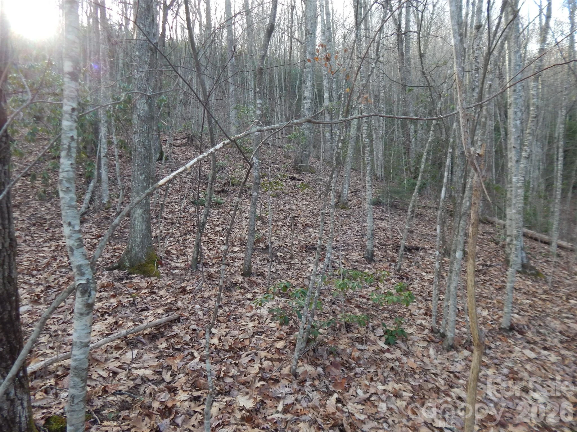 00 Hoot Owl Bill Road - Photo 17
