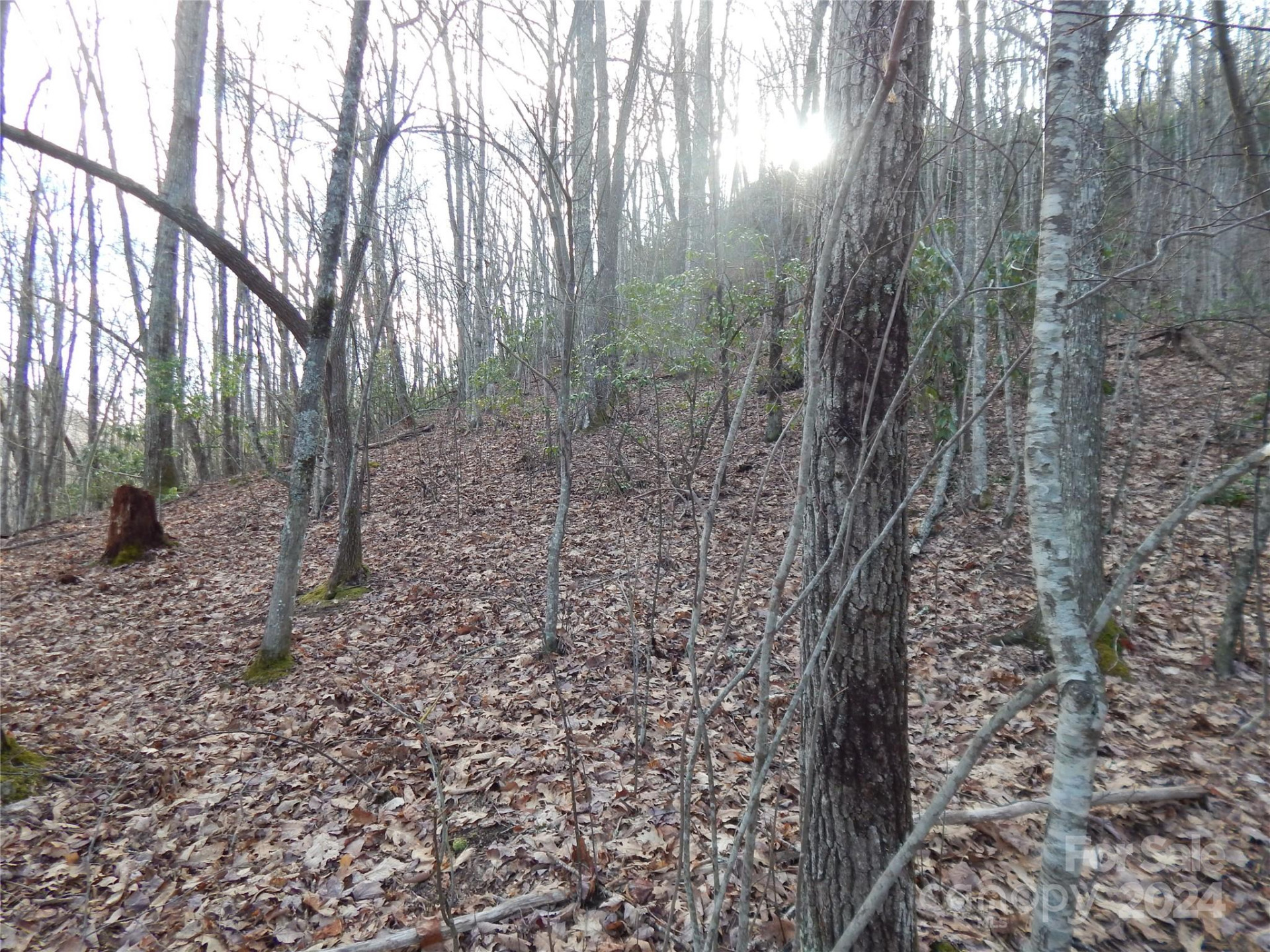 00 Hoot Owl Bill Road - Photo 18