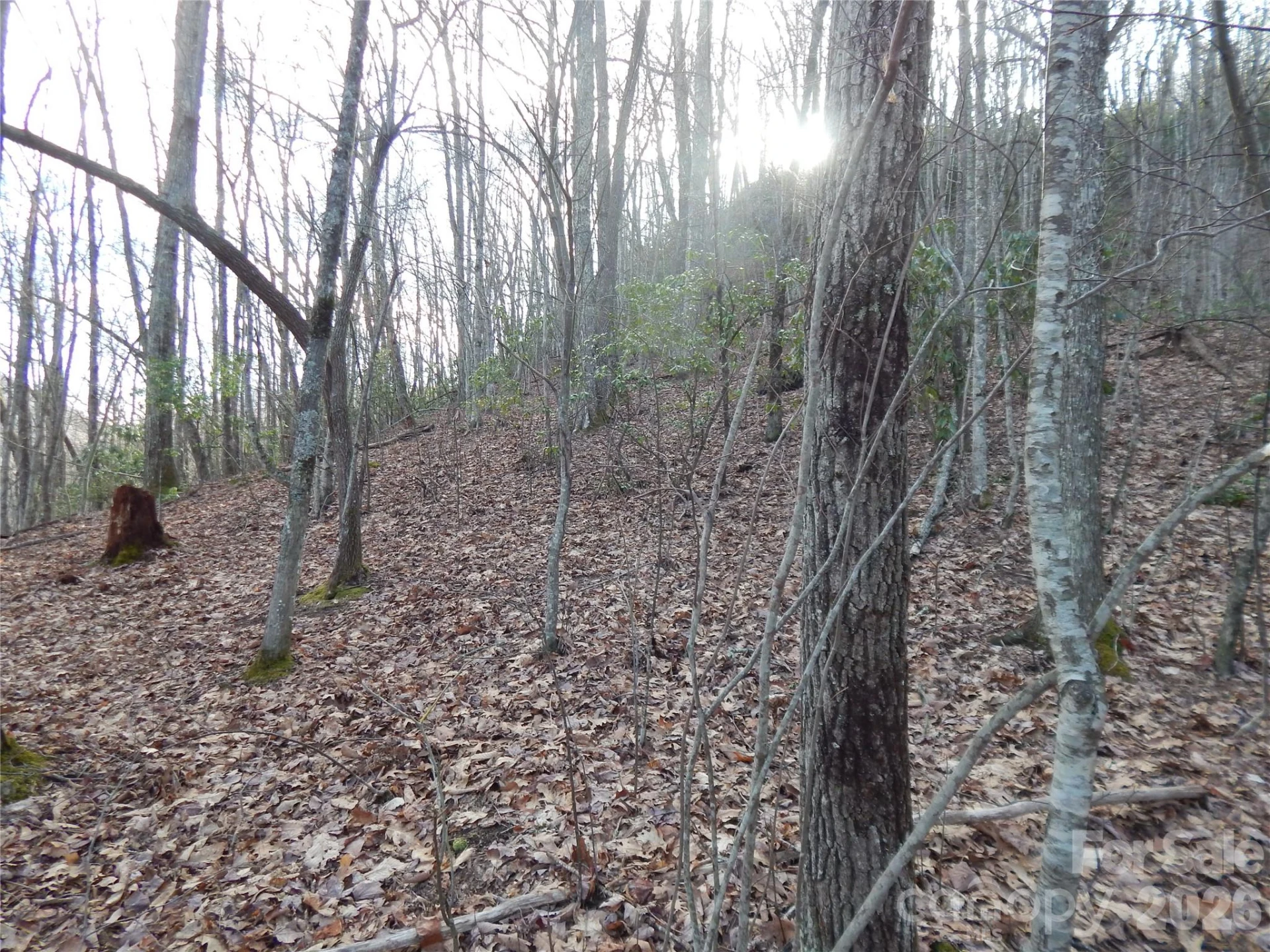 00 Hoot Owl Bill Road - Photo 18
