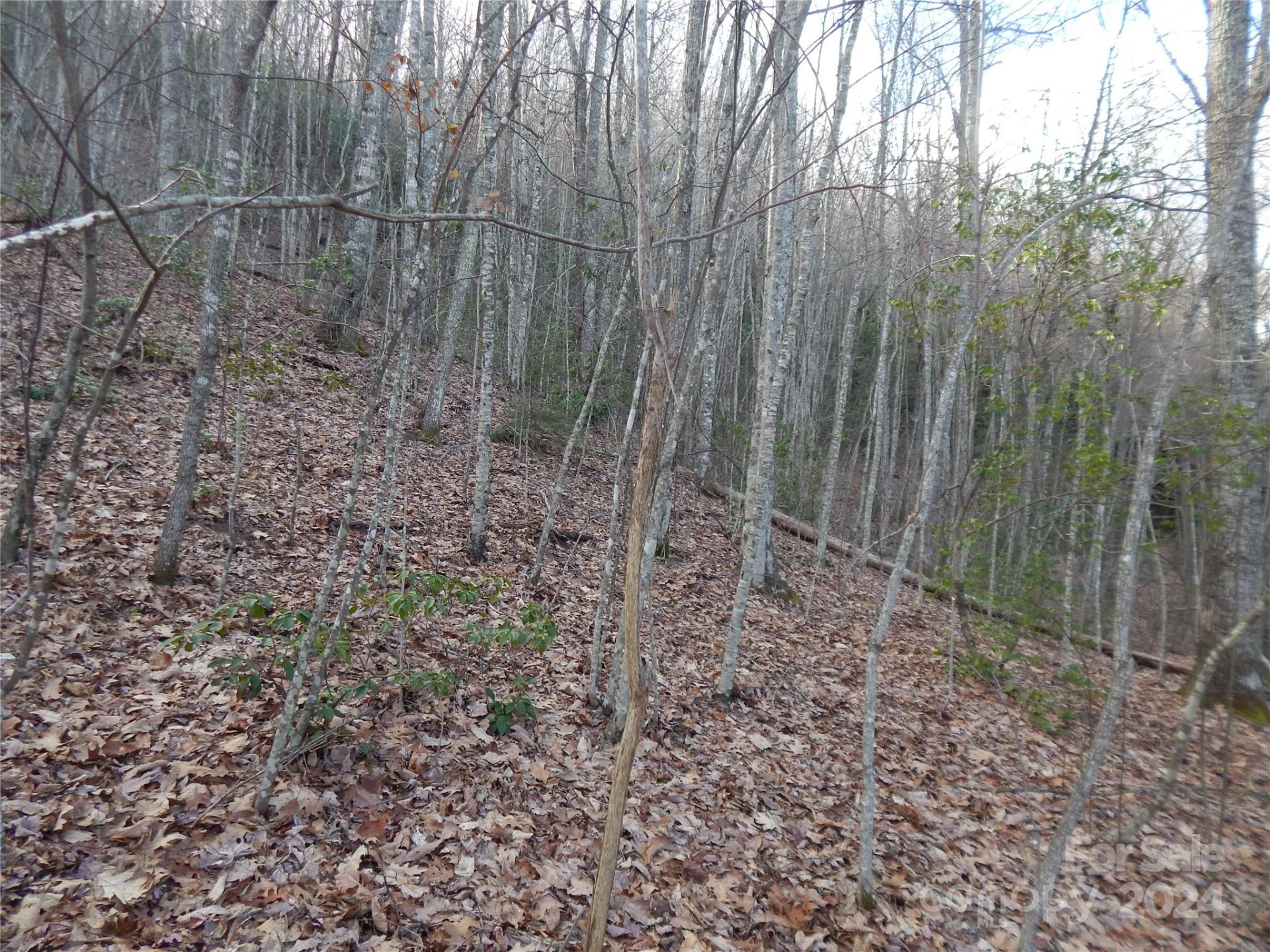 00 Hoot Owl Bill Road - Photo 19