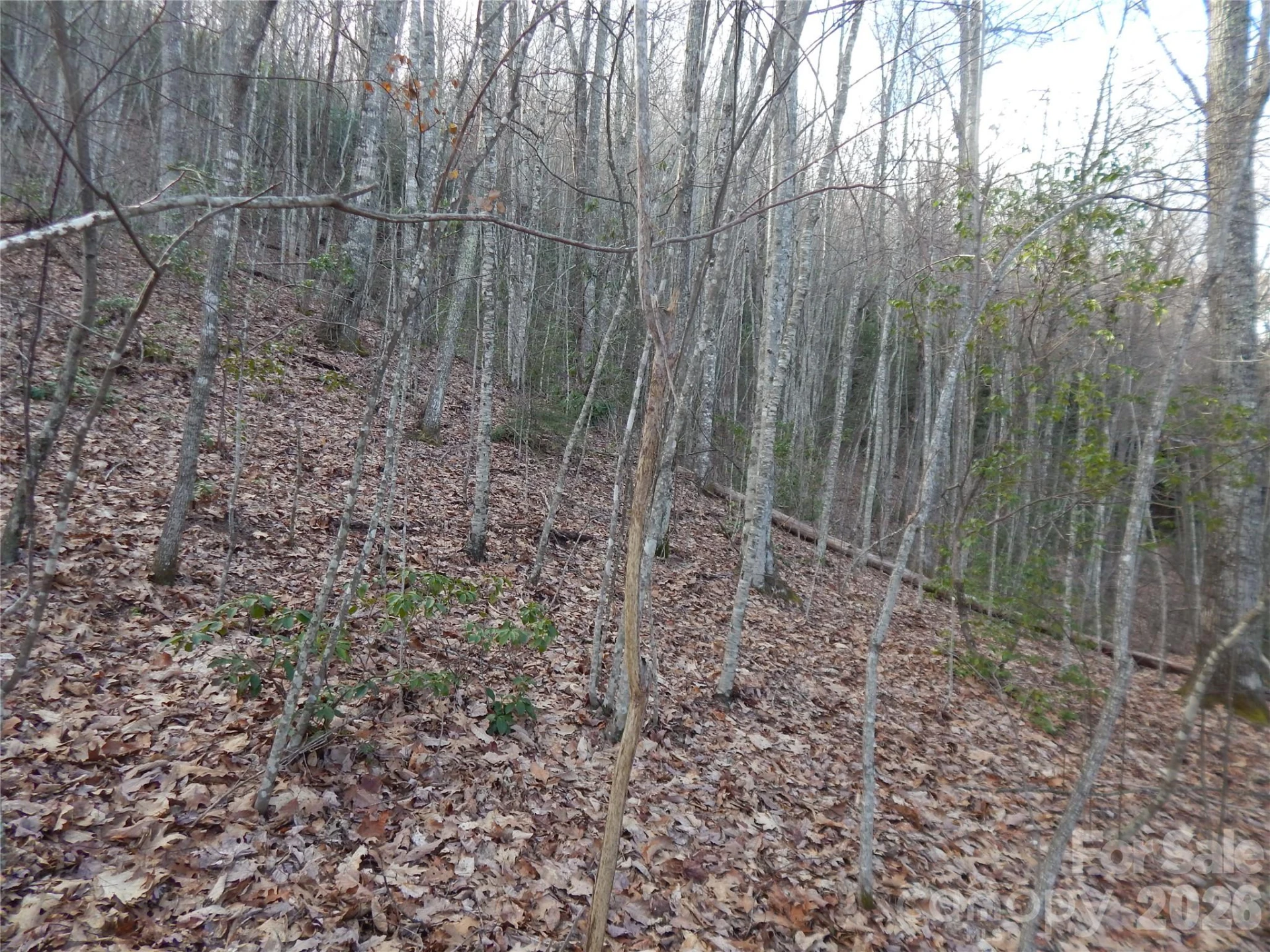 00 Hoot Owl Bill Road - Photo 19