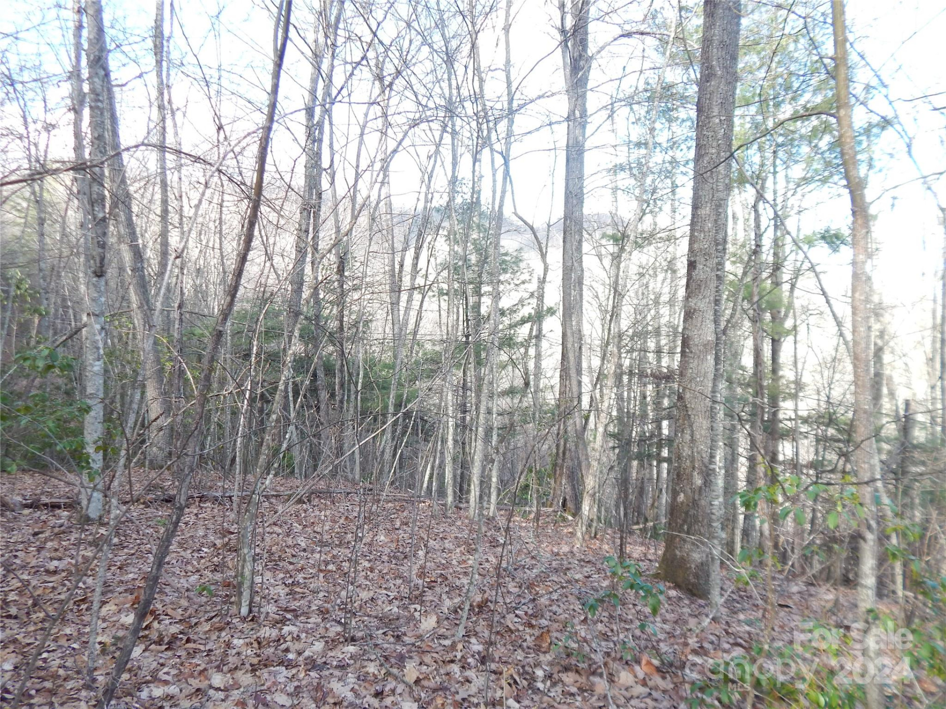 00 Hoot Owl Bill Road - Photo 21