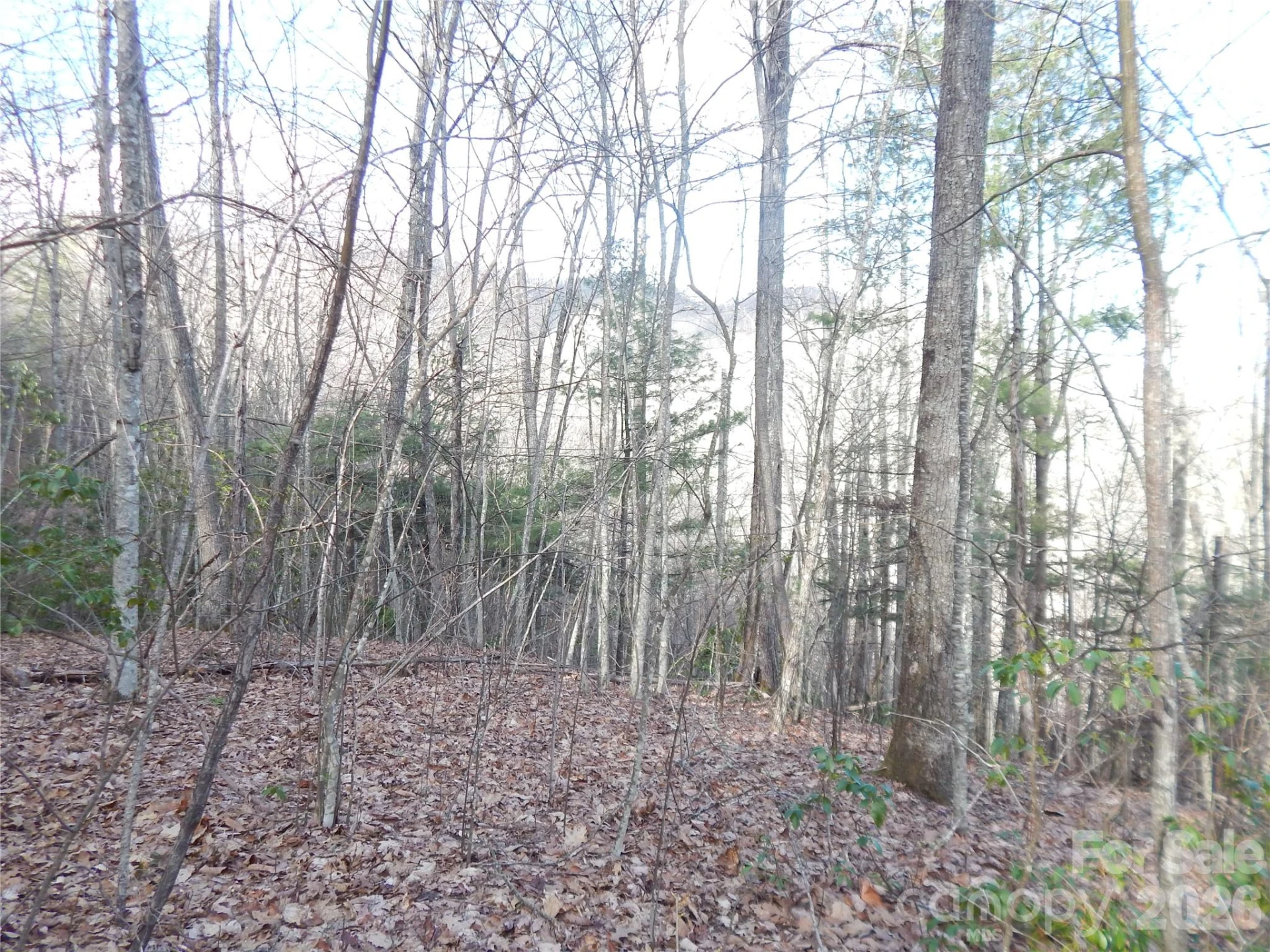 00 Hoot Owl Bill Road - Photo 21
