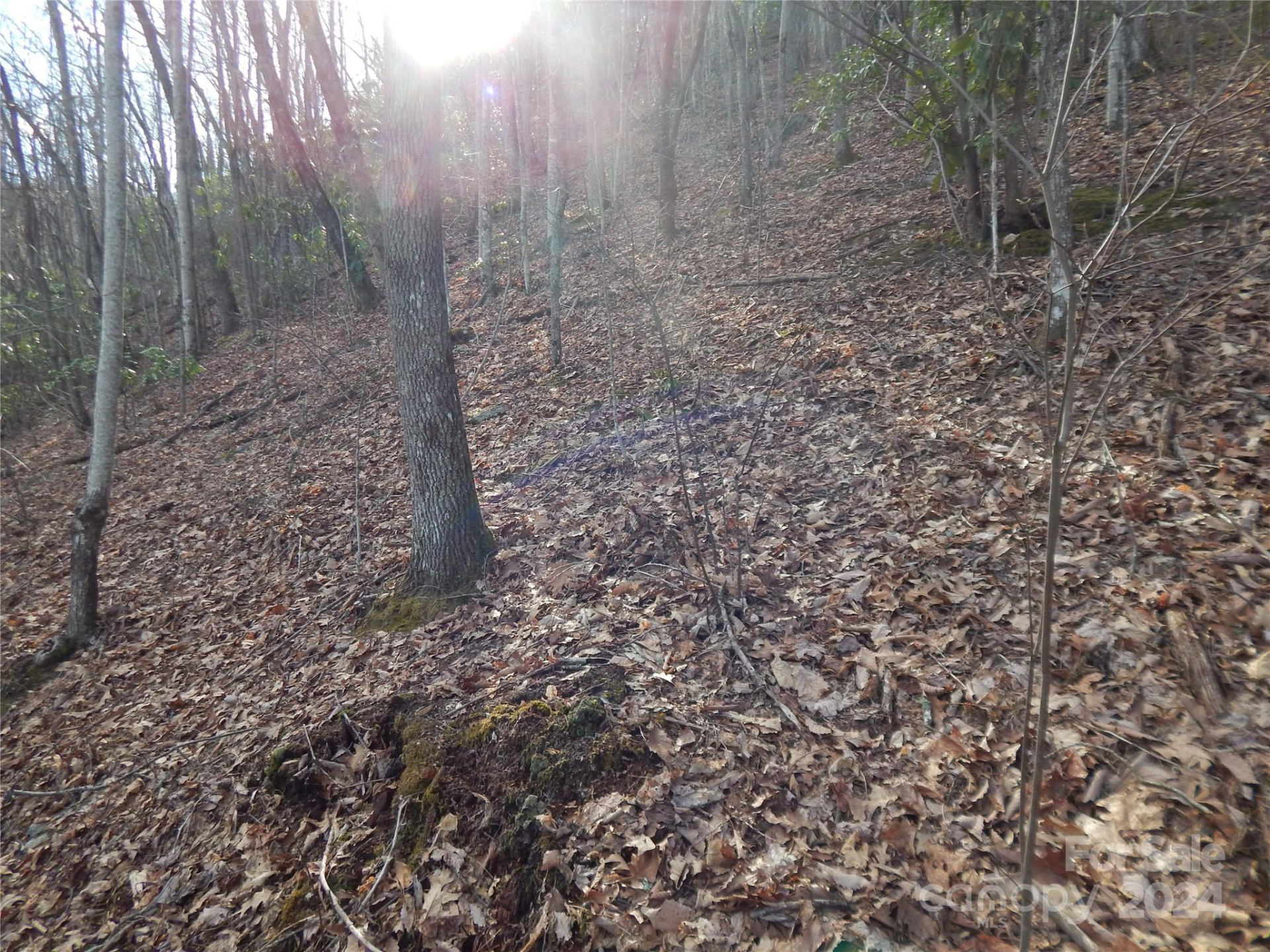 00 Hoot Owl Bill Road - Photo 23