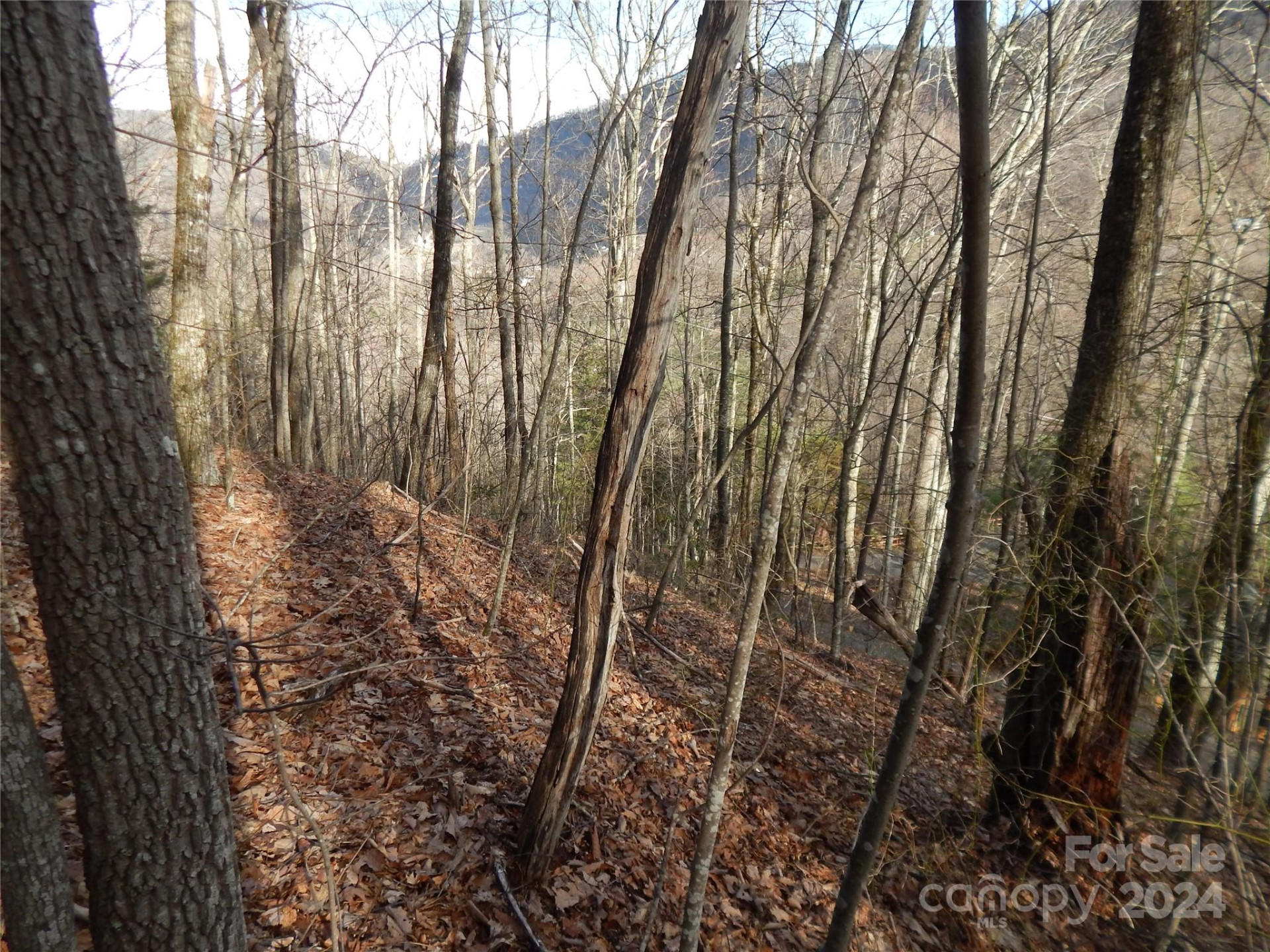 00 Hoot Owl Bill Road - Photo 24