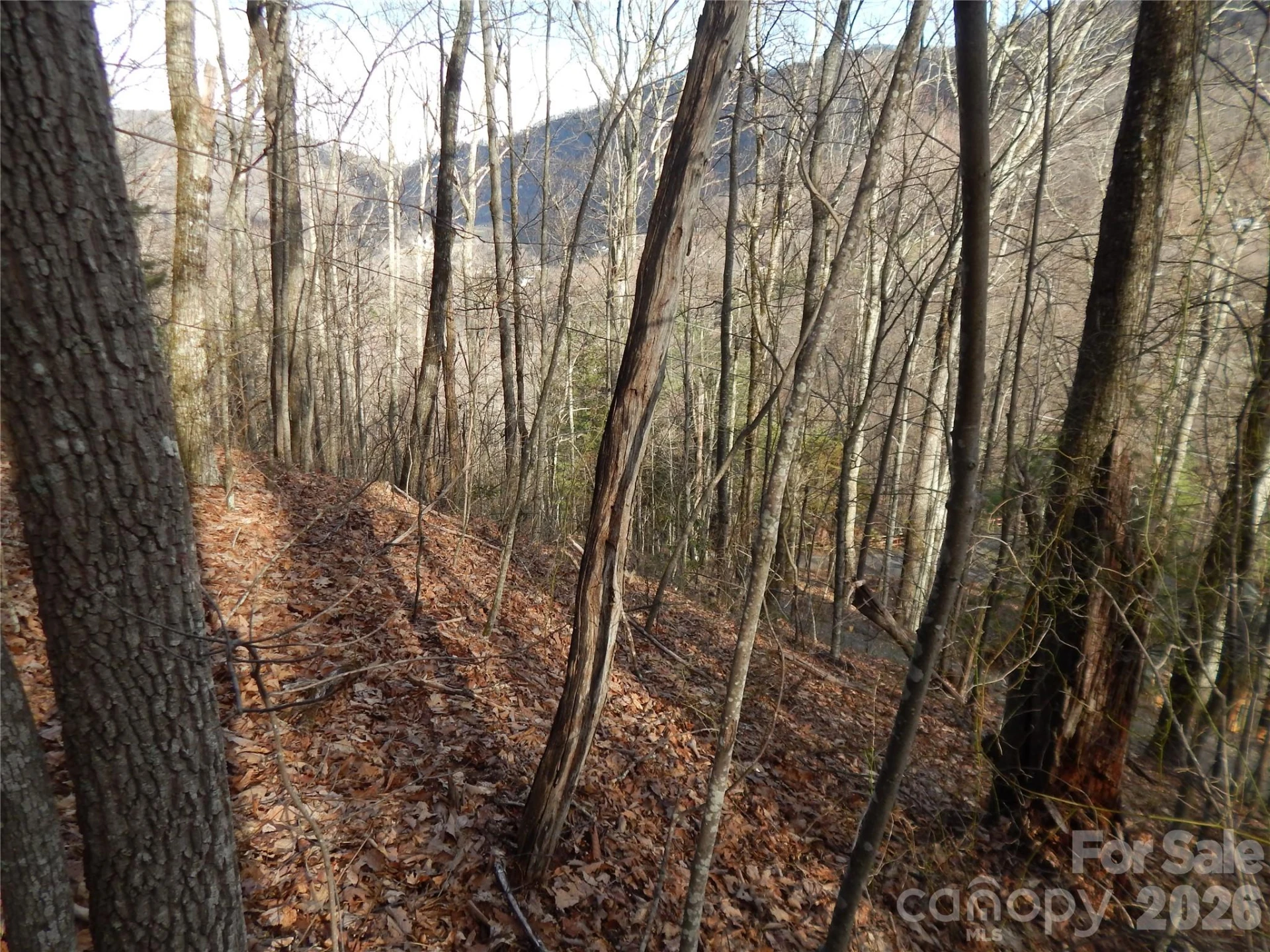 00 Hoot Owl Bill Road - Photo 24