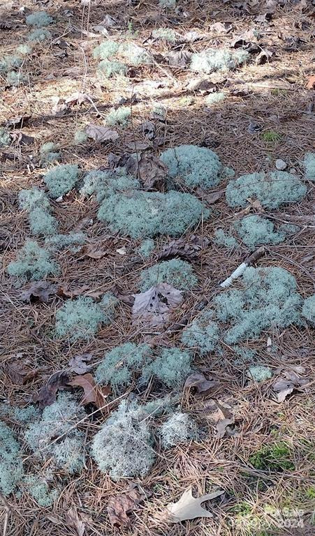 Lot 30 Laurel Valley Drive - Photo 12