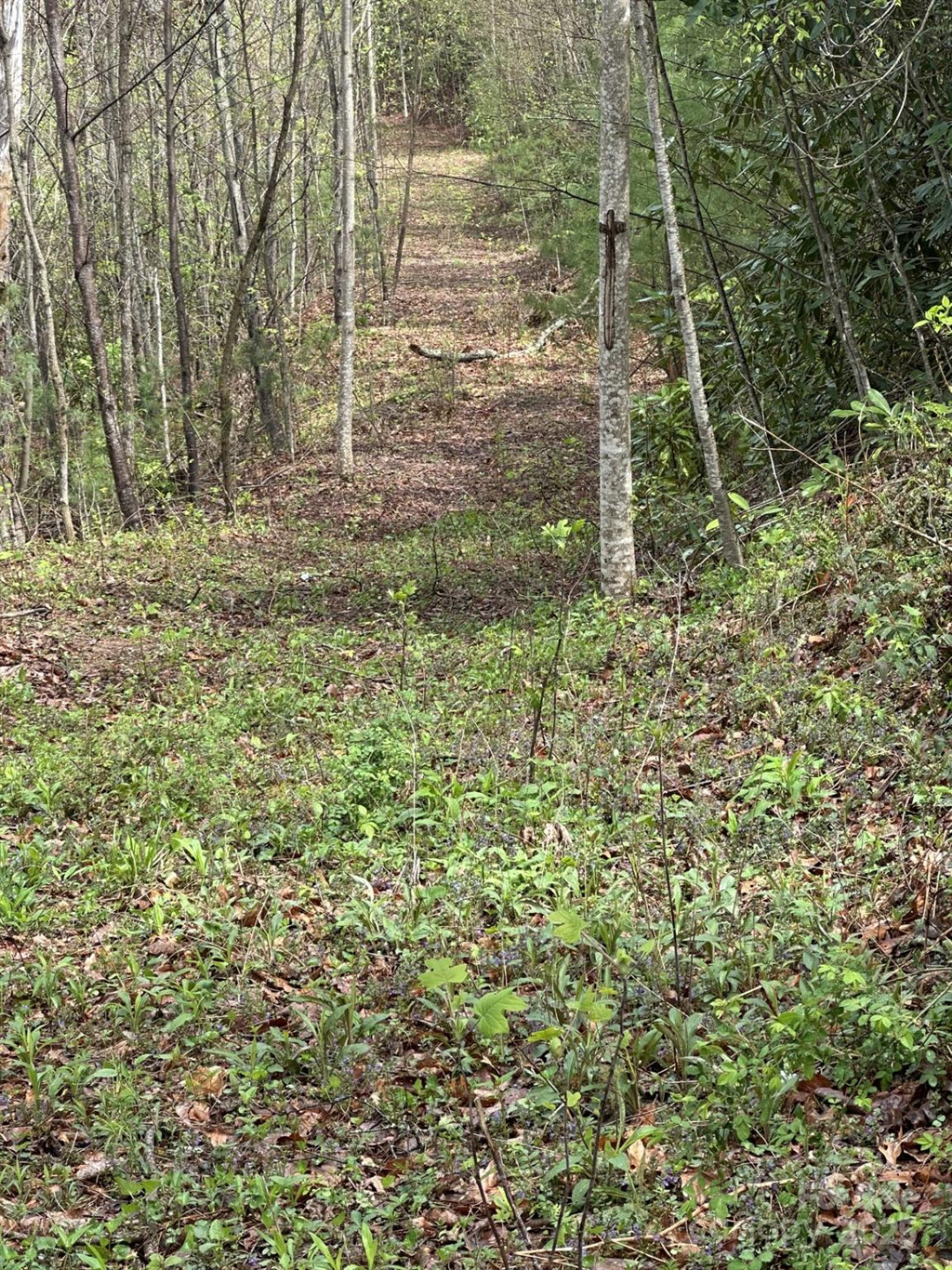 0 Dodgen Ridge Road - Photo 6