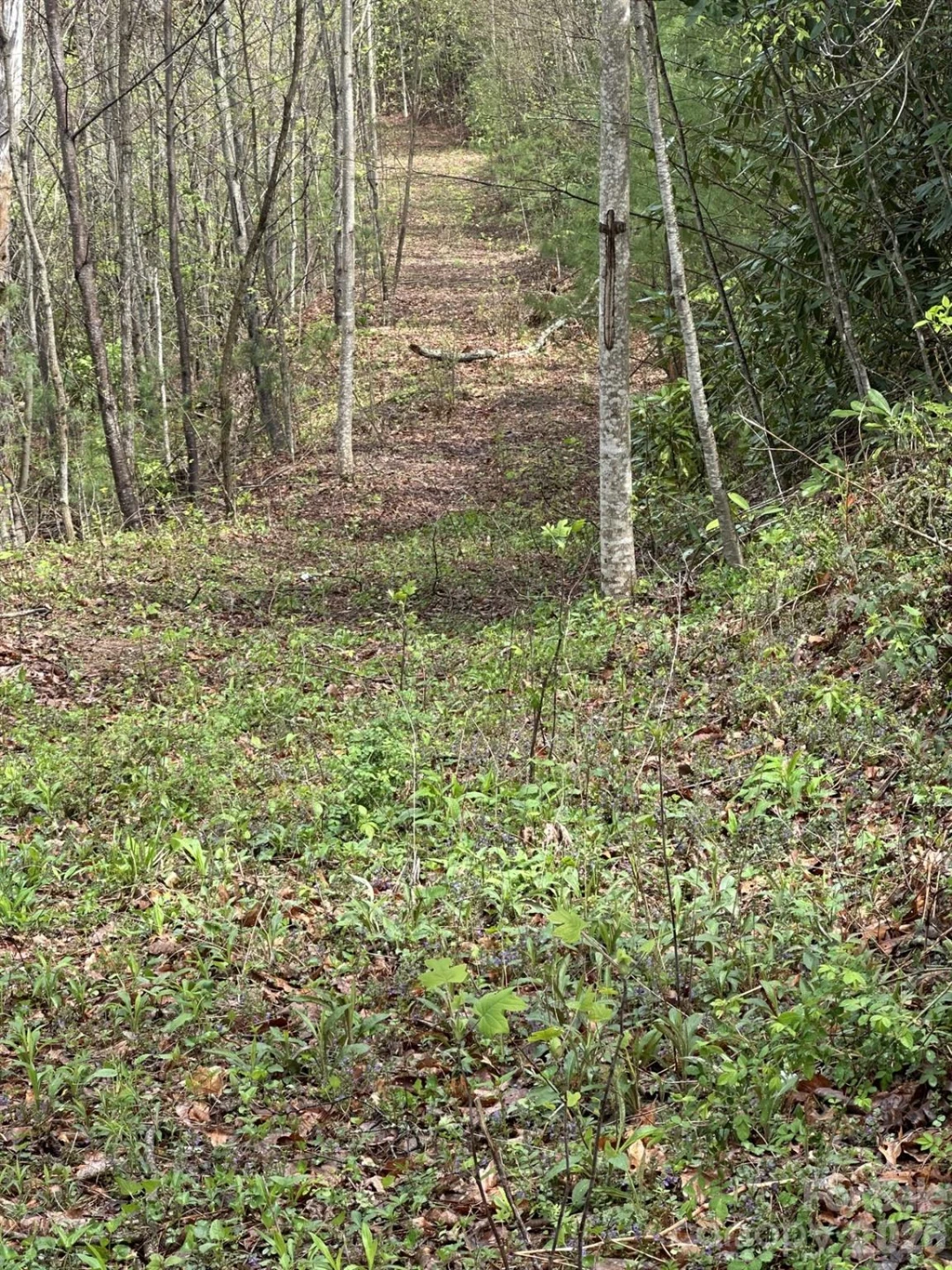 0 Dodgen Ridge Road - Photo 6