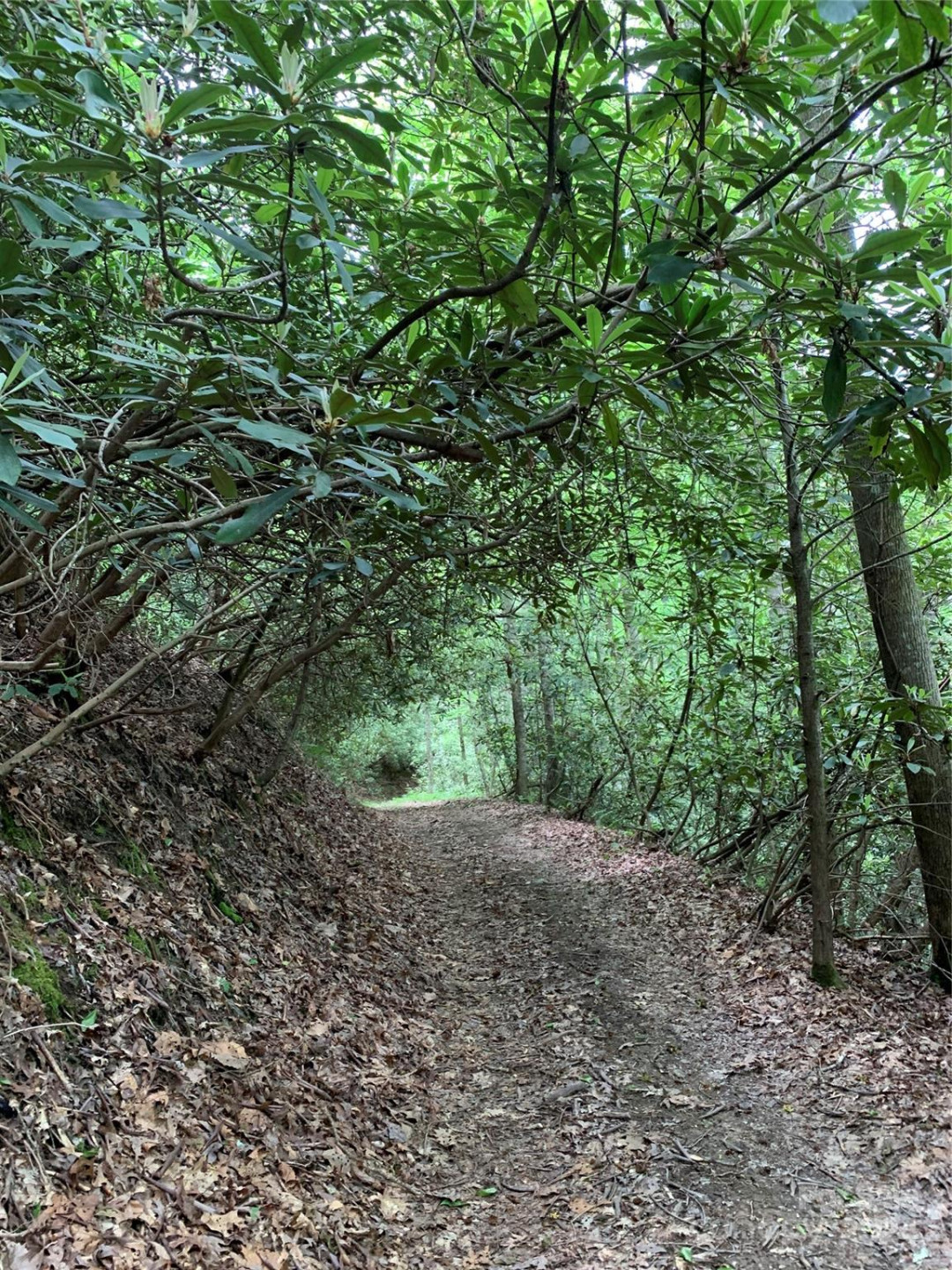 75 Raccoon Run #22 - Photo 10