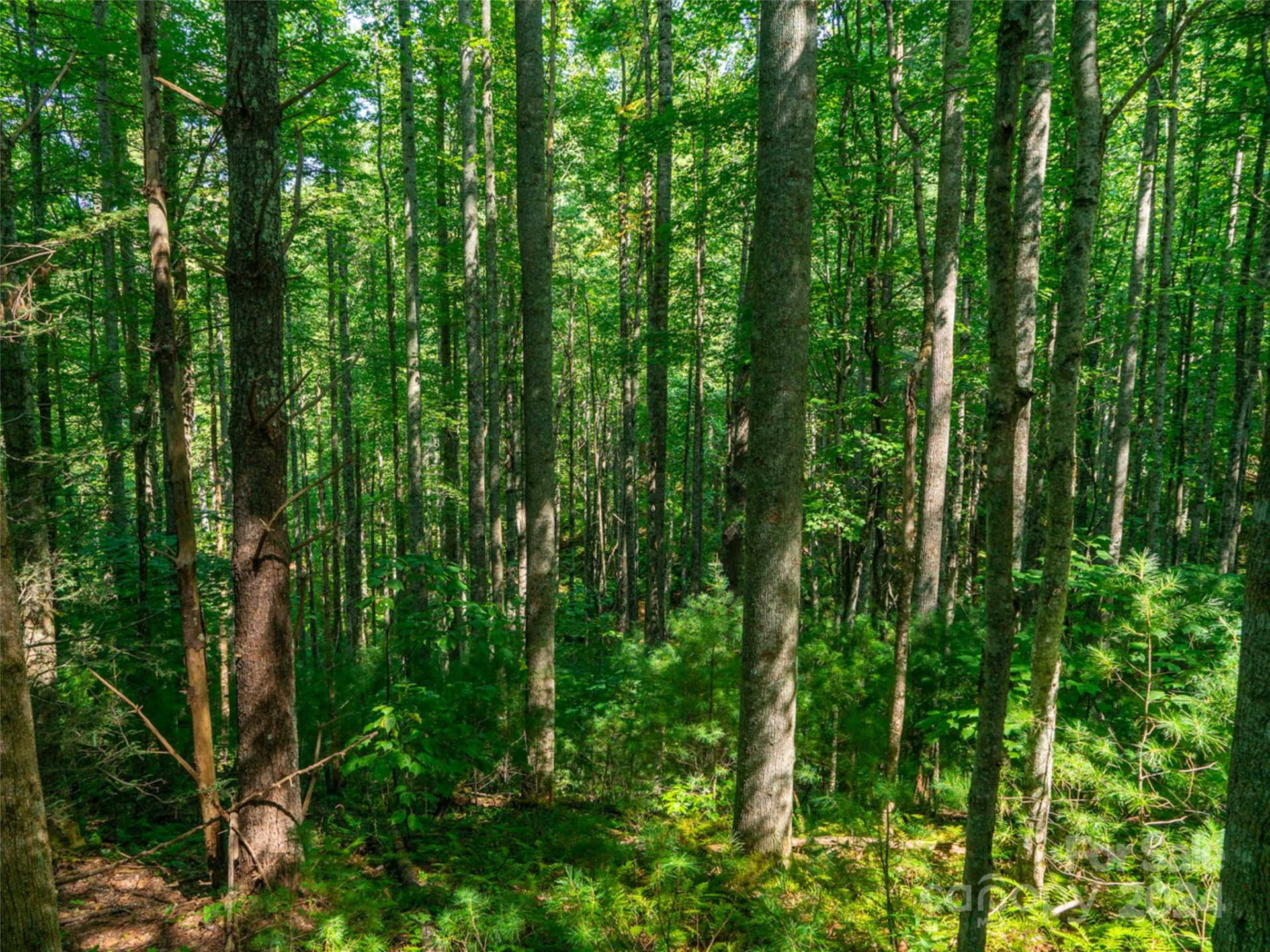 00000 Meadow Fork School Road - Photo 10