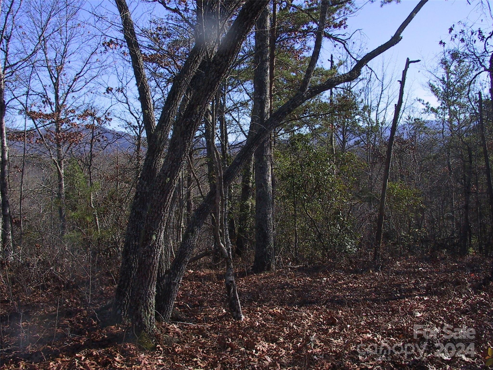 Lot 5 Horseshoe Bluff - Photo 3