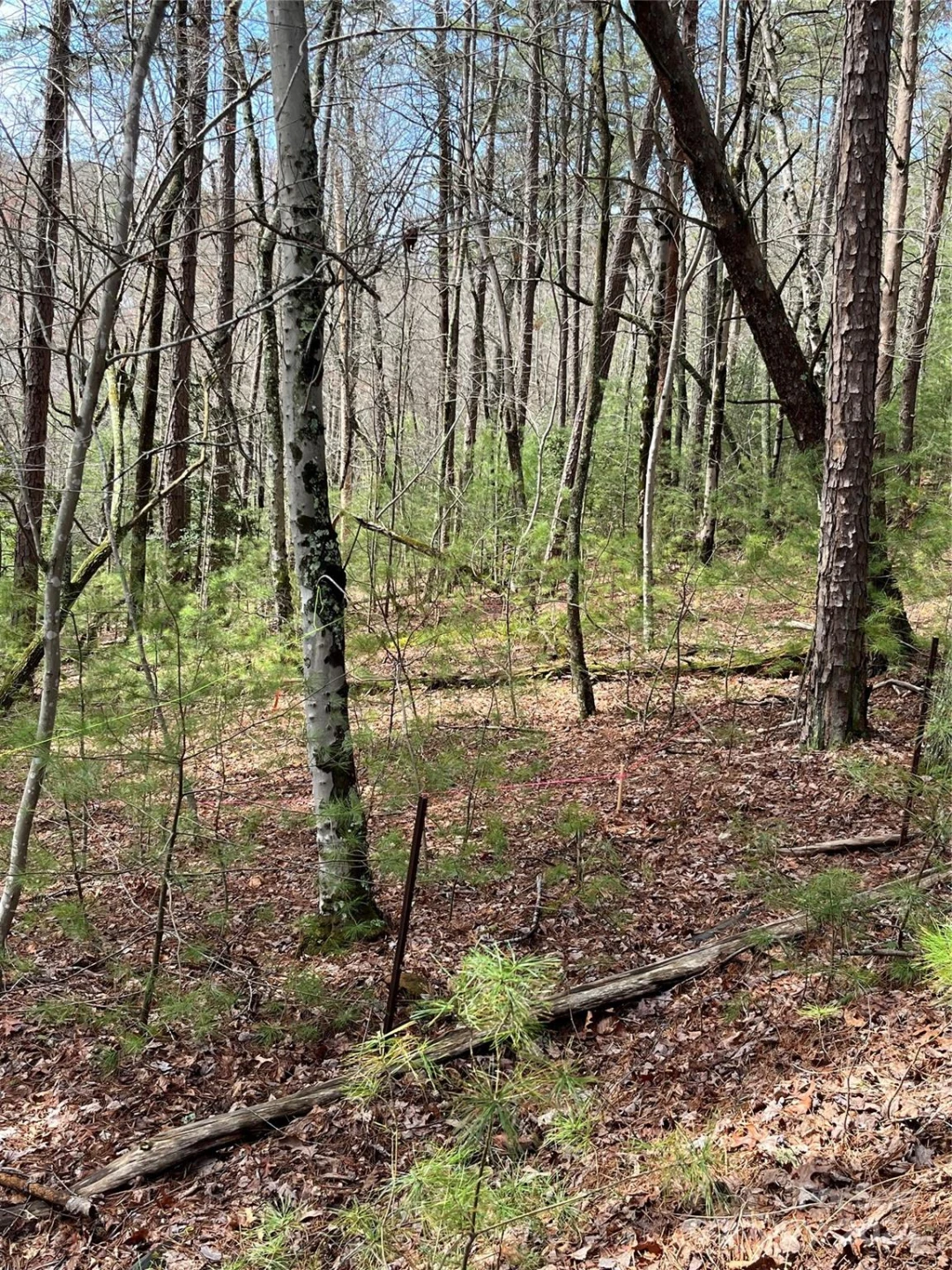 3 French Broad Overlook #Lot 1 - Photo 6