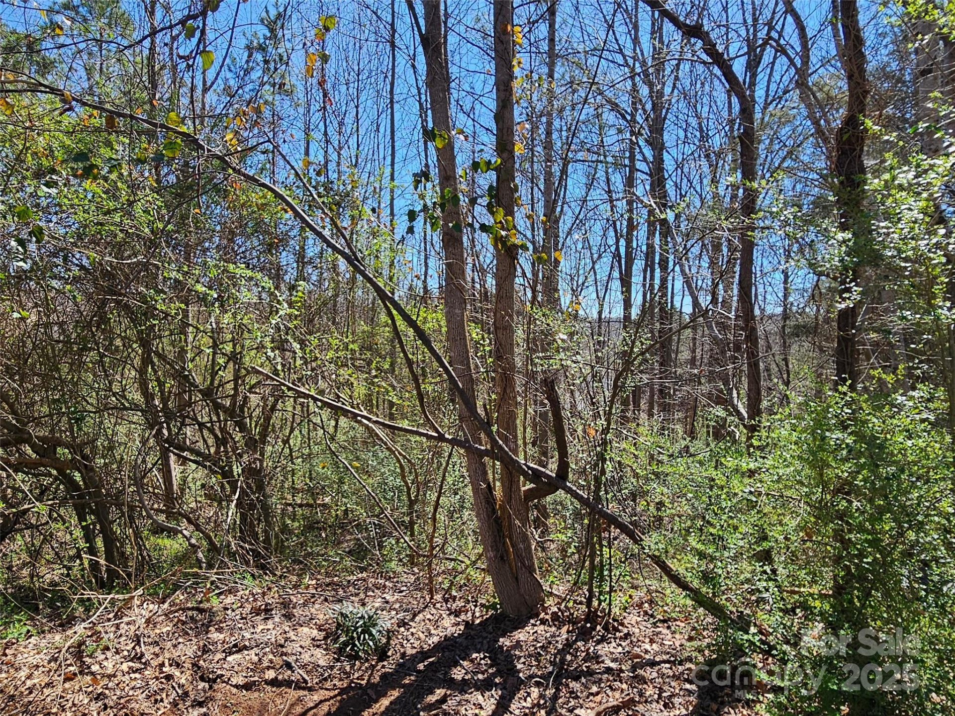 0 Gray Court #56 & 55 - Photo 3