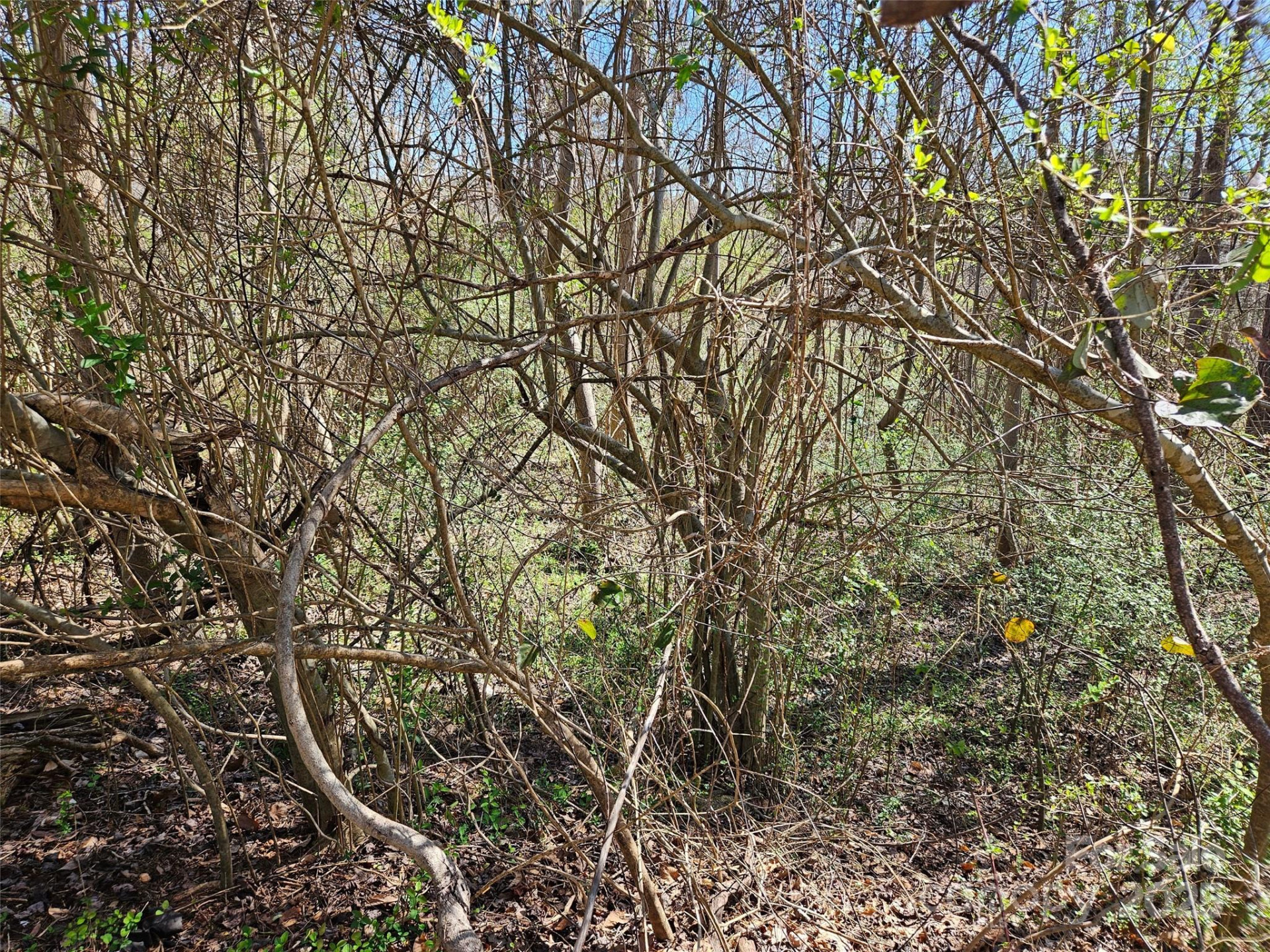 0 Gray Court #56 & 55 - Photo 6