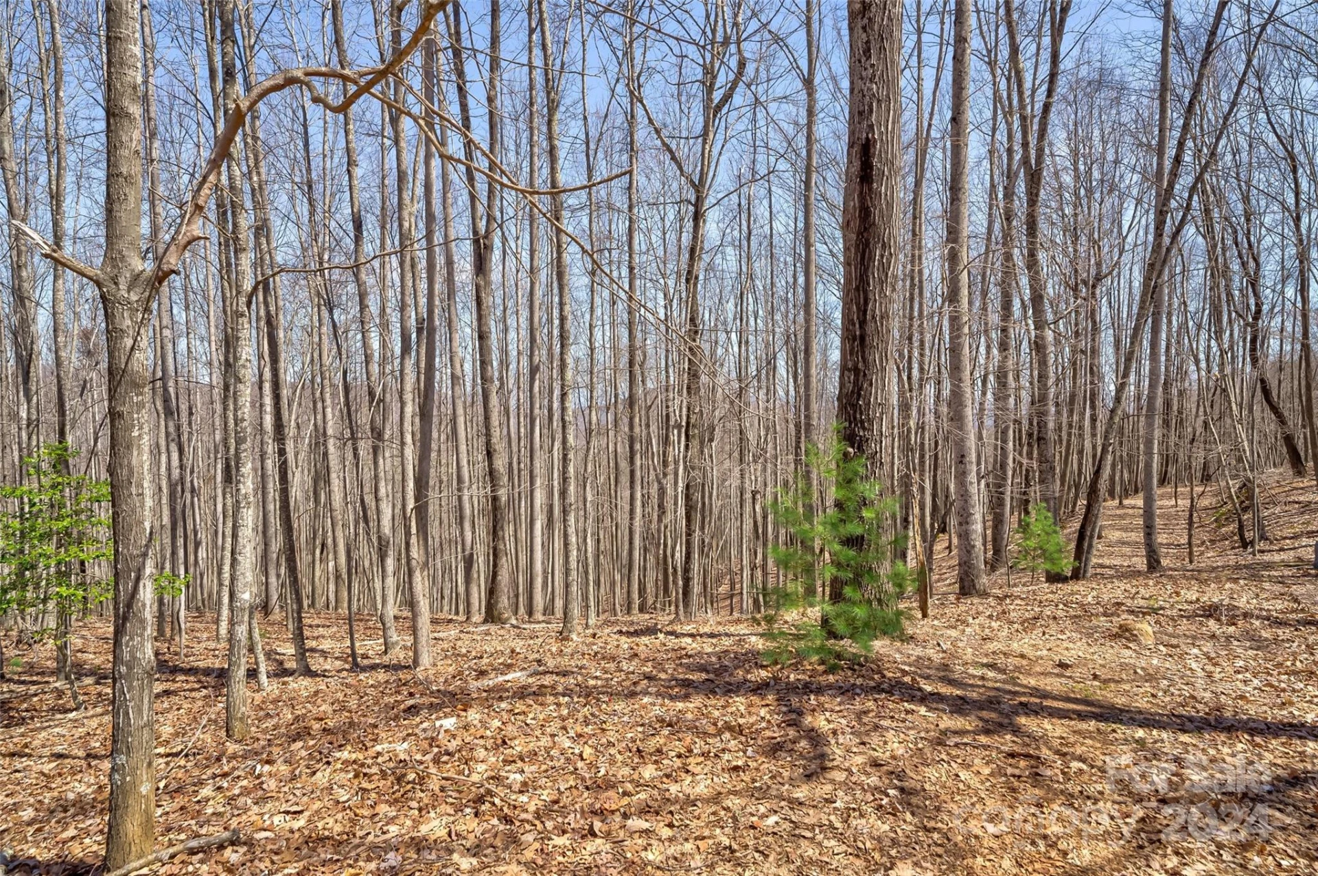1316 Double Knob Drive - Photo 14